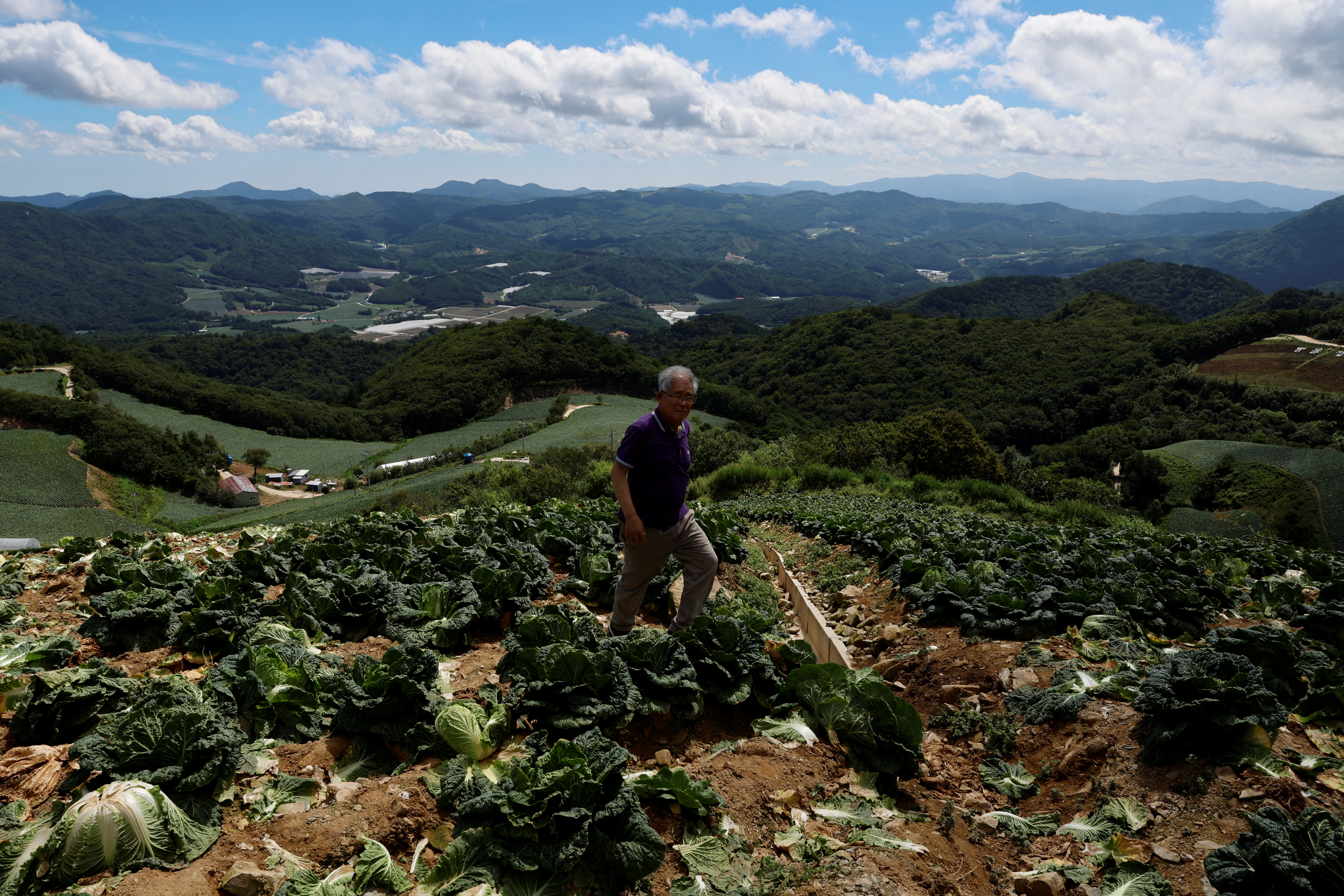 a man walks past shrivelled cabbages on top of a mountain