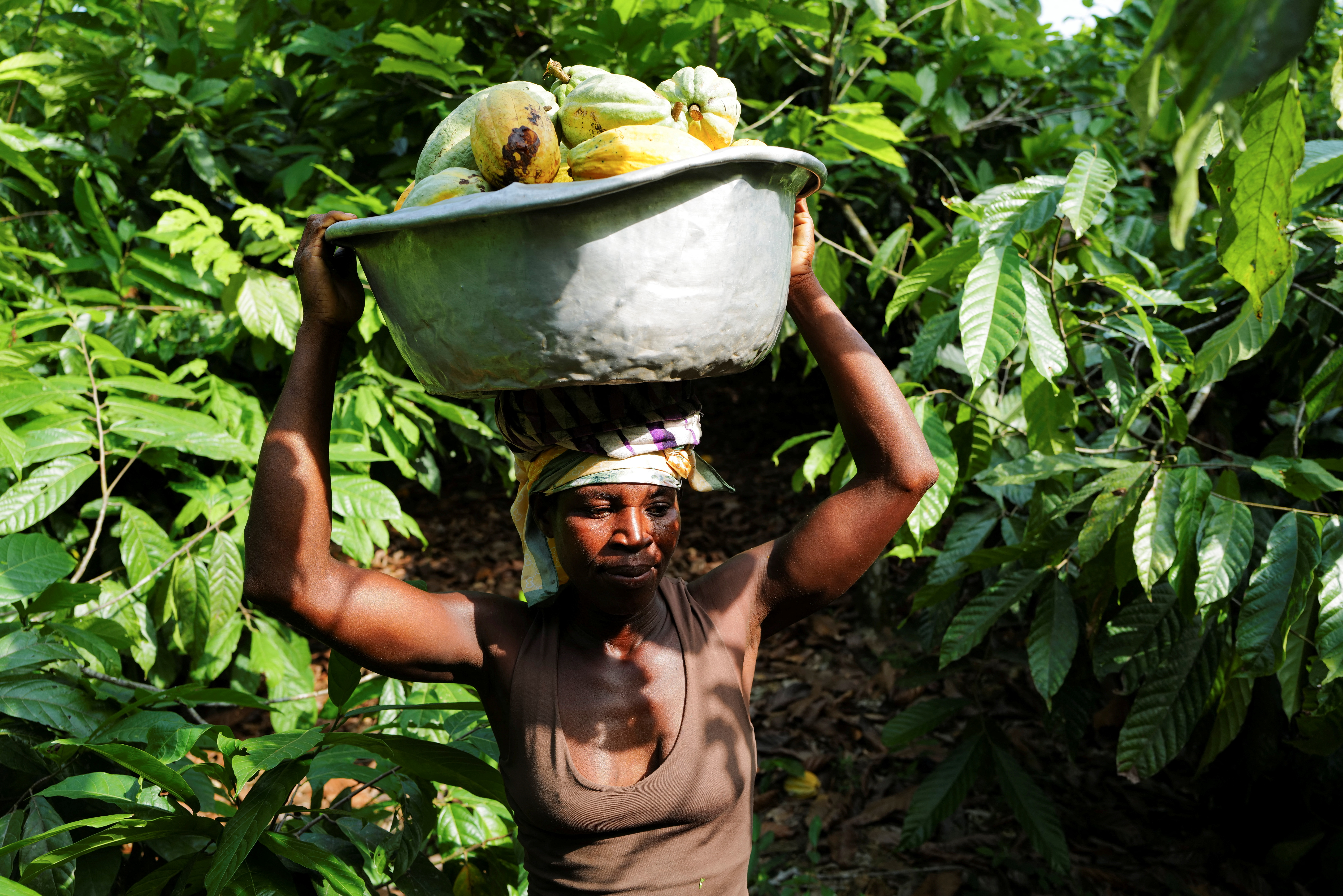 a woman carries cocoa pods in a bucket on her head