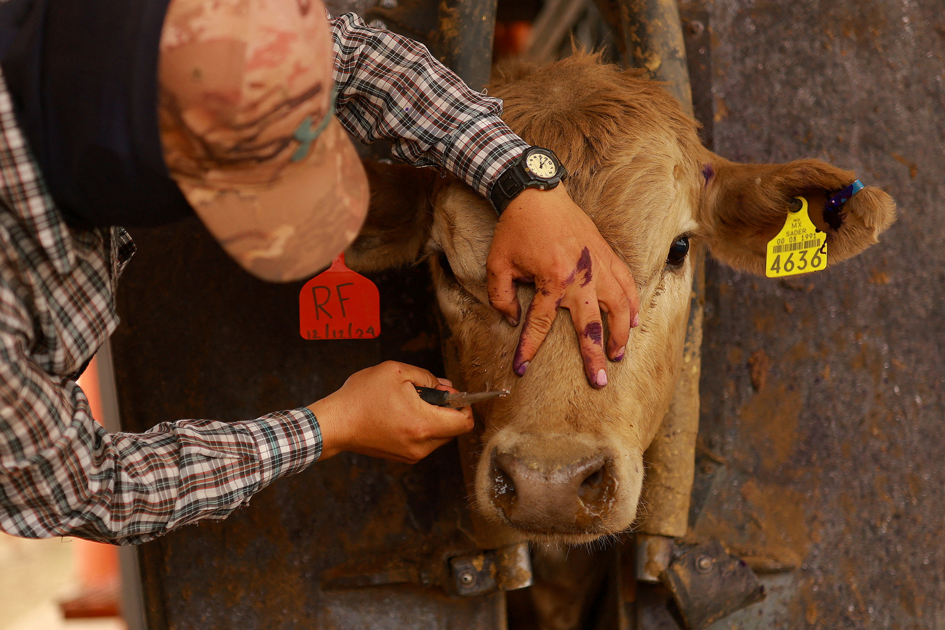 Animal health worker Eduardo Lugo treats the wounds of a cow in Nuevo Palomas, Mexico, on May 16