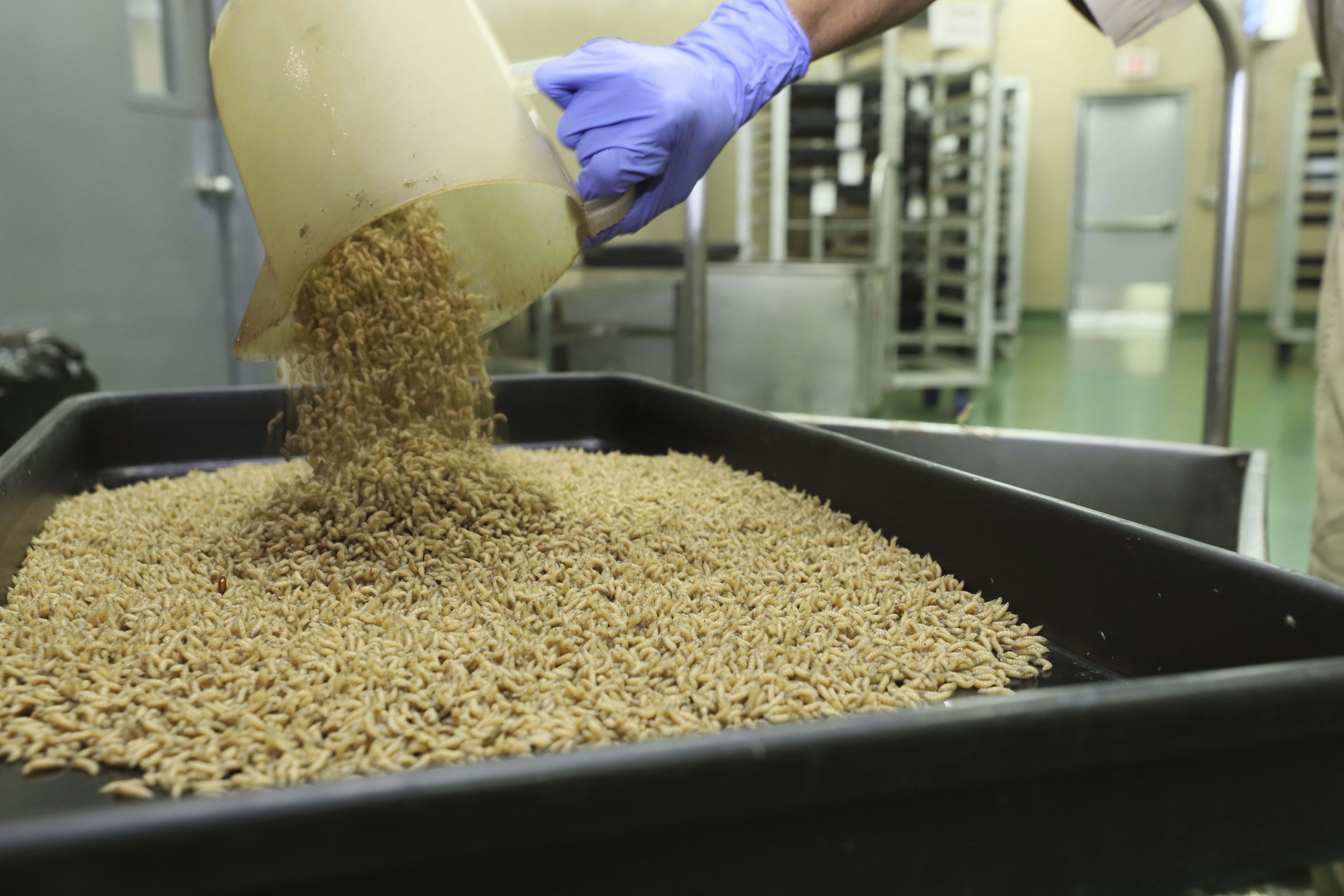 A worker drops New World screwworm fly larvae into a tray at a facility that breeds sterile flies in Pacora, Panama