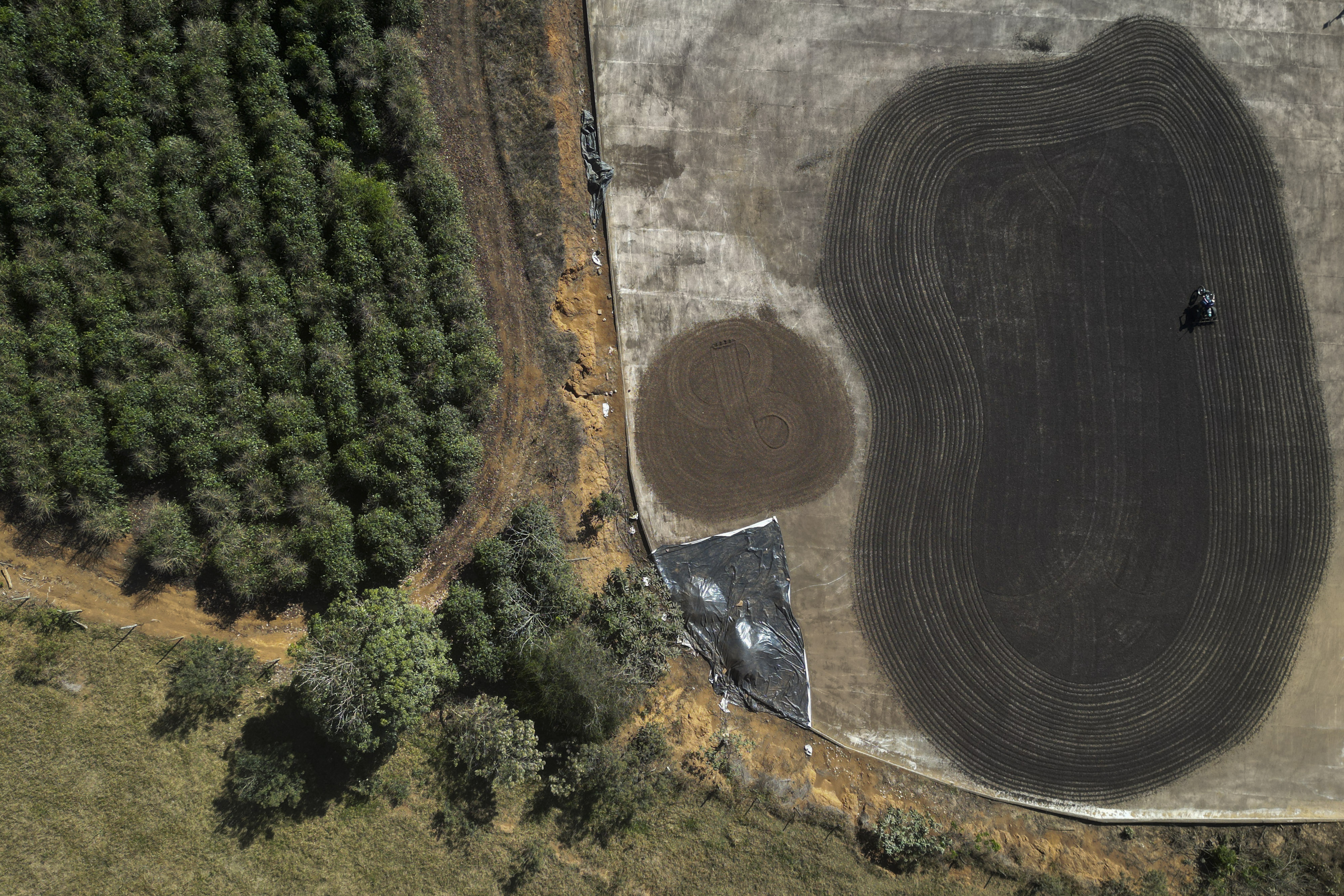 Artur Vargas rides a motorcycle adapted to spread coffee beans for drying on his father's coffee plantation