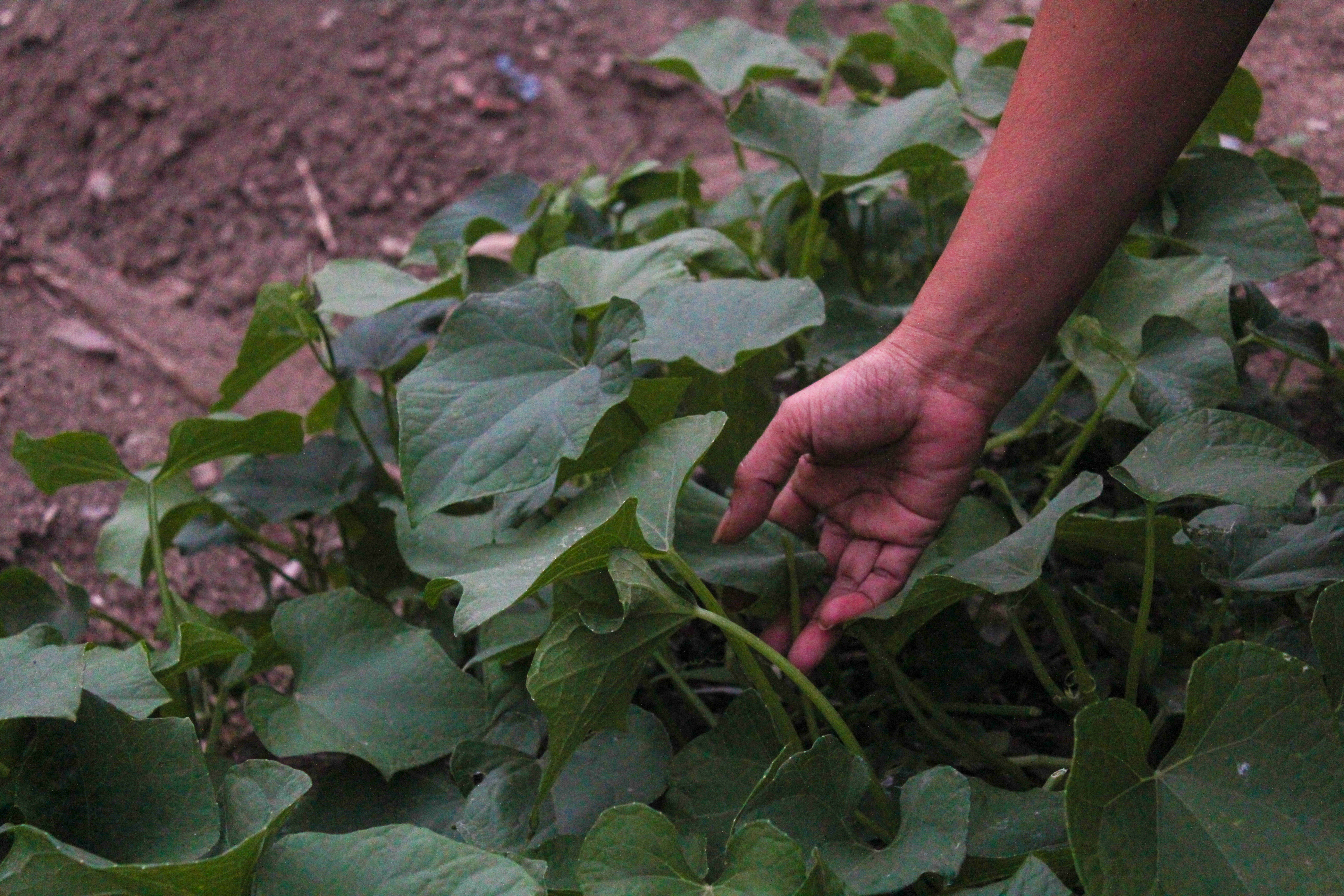 Mary checks on the crops-1751871939