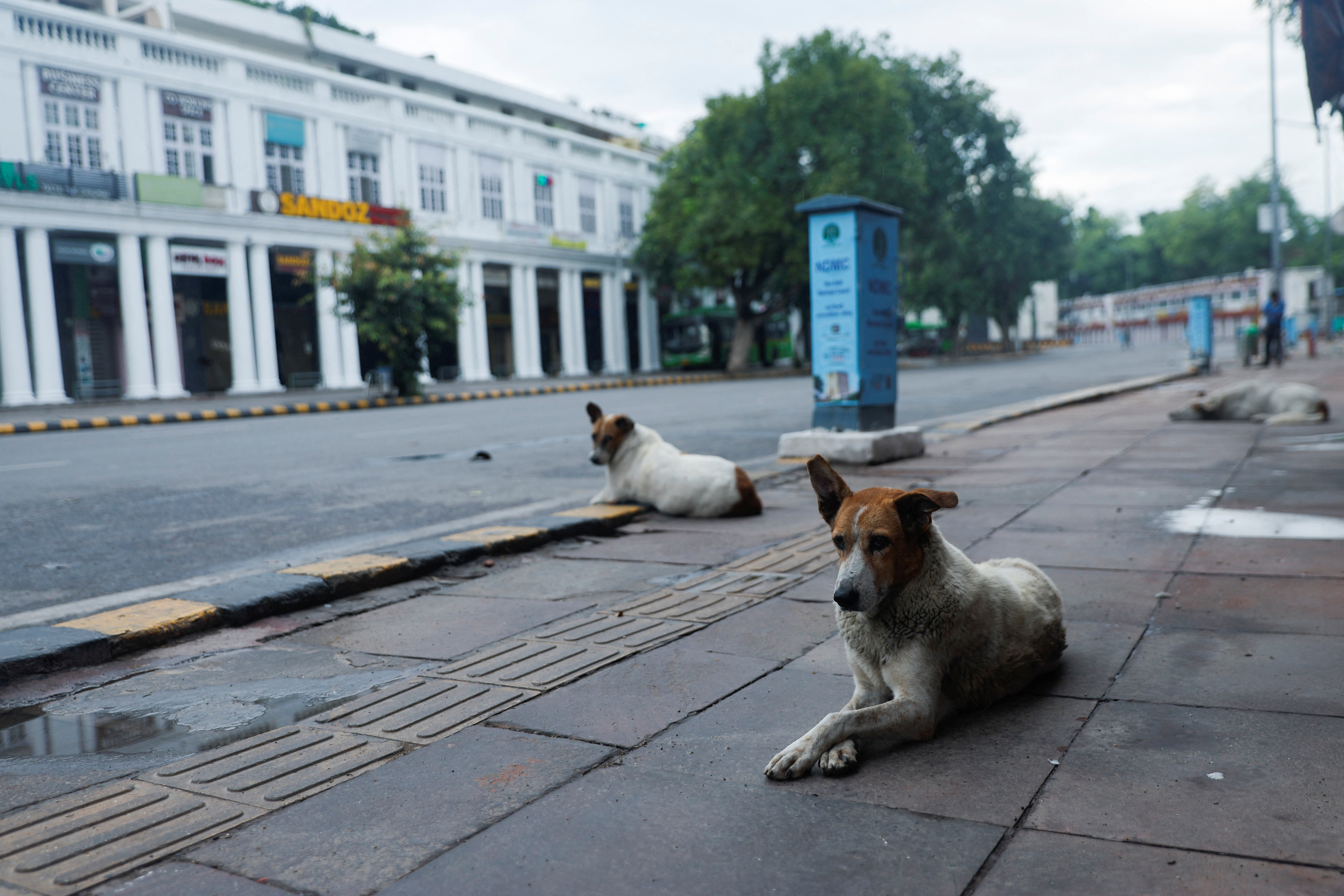 Stray dogs sit on a deserted street, on the day of the G20 summit in New Delhi, India, September 9, 2023. REUTERS/Francis Mascarenhas