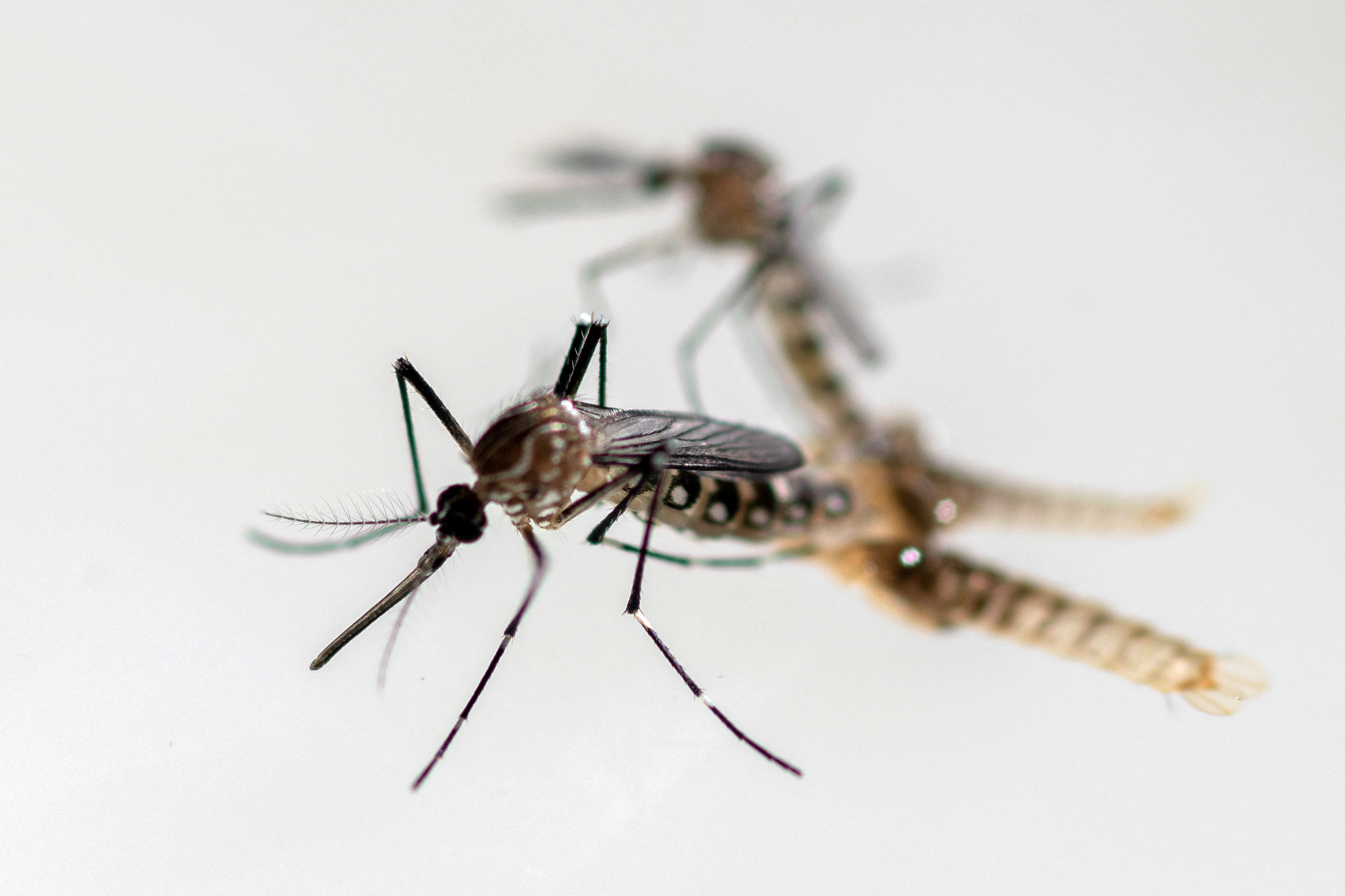 Aedes aegypti mosquitoes are examined at the entomology department of the Health Ministry, in Guatemala City, Guatemala, July 22, 2024. REUTERS/Josue Decavele