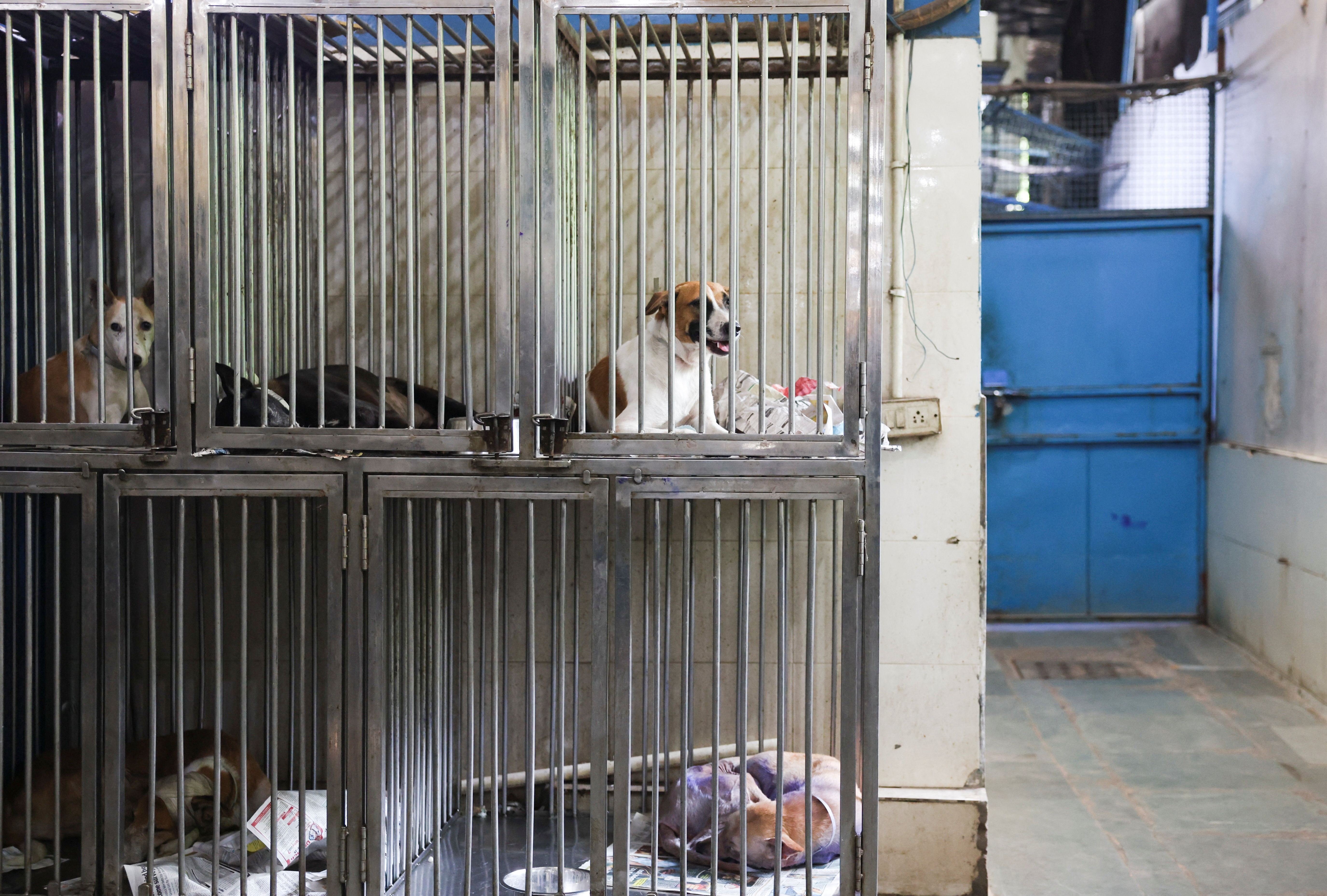 Rescued dogs are kept inside cages at Friendicoes SECA, a local animal welfare NGO in New Delhi, India, August 12, 2025. REUTERS/Bhawika Chhabra