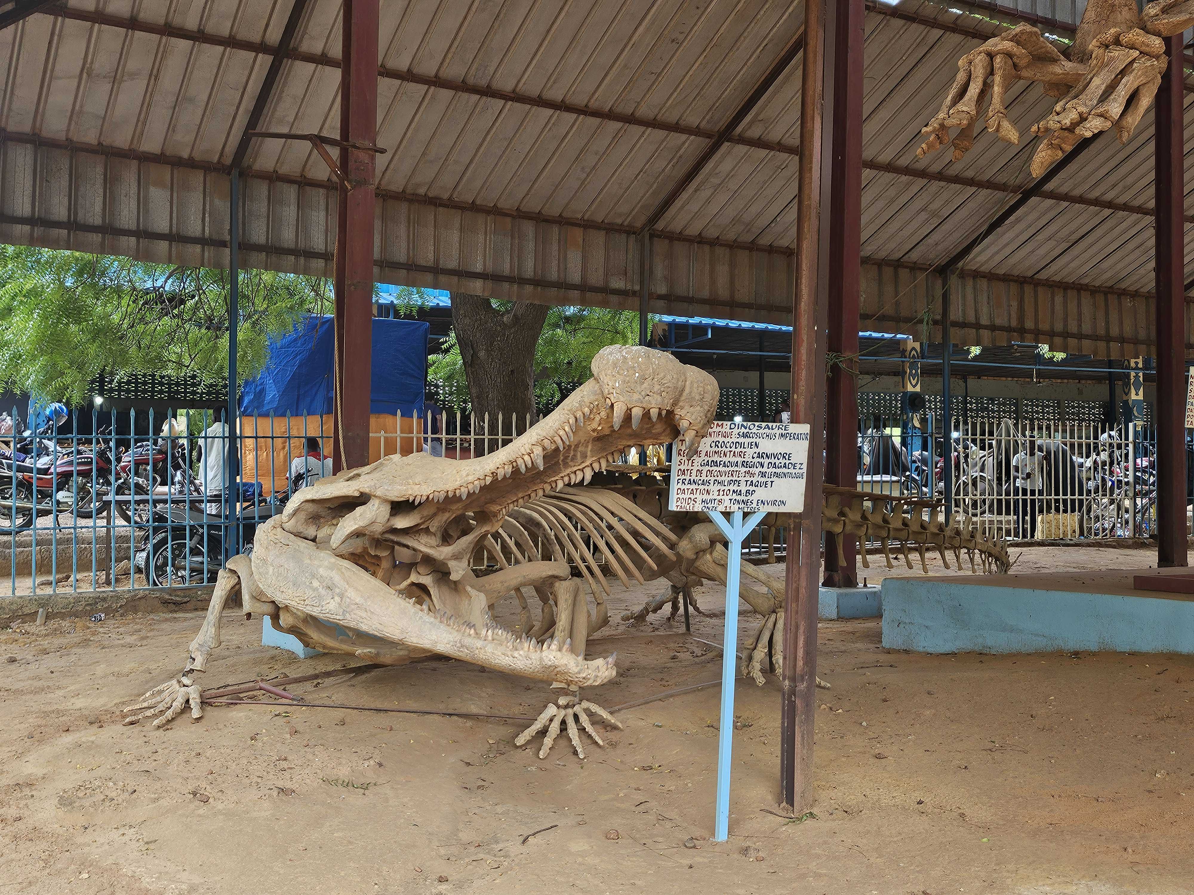 "Super-croc" extinct reptile fossils on display at Bobou Hama National Museum, Niamey