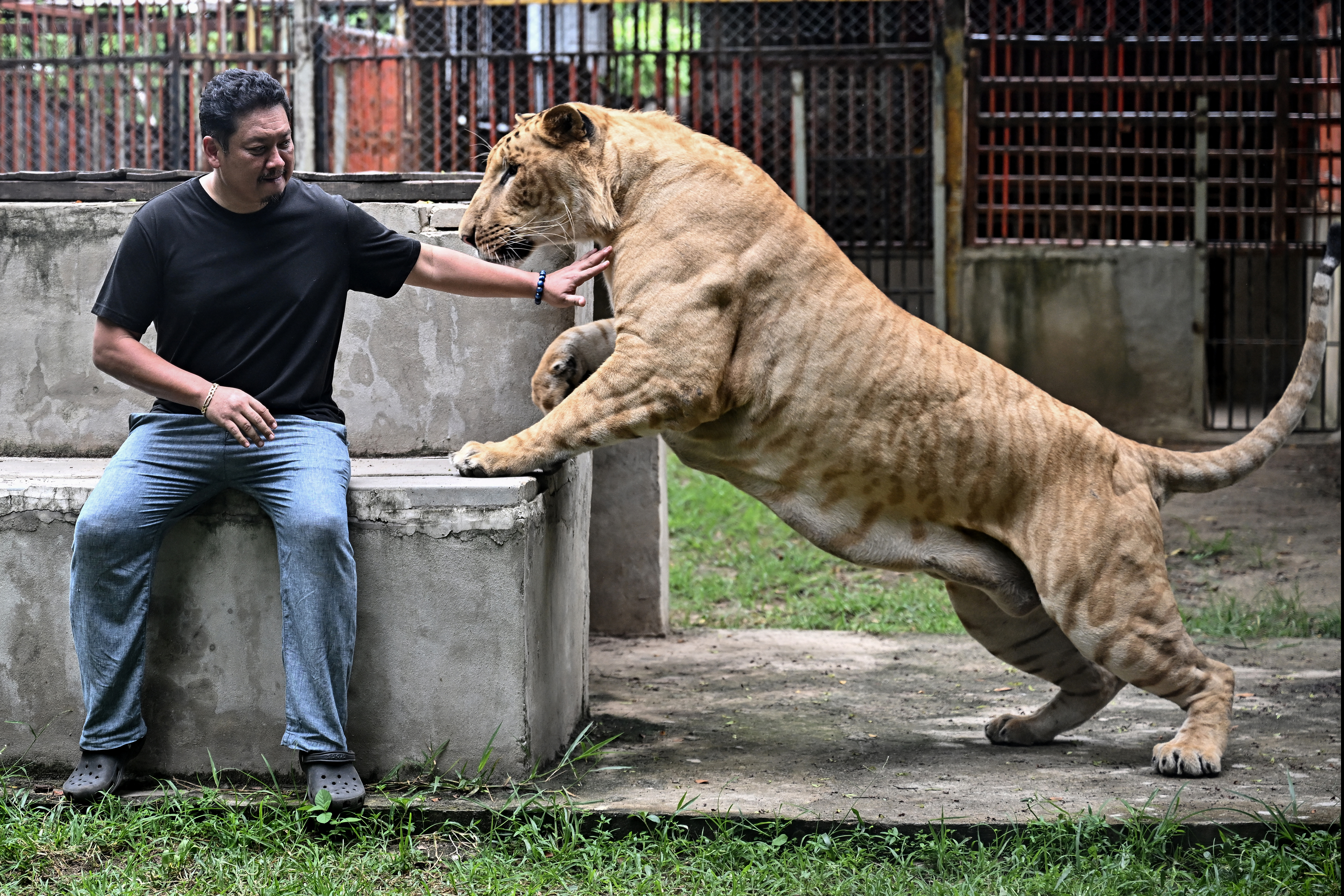 Pet lion Thailand