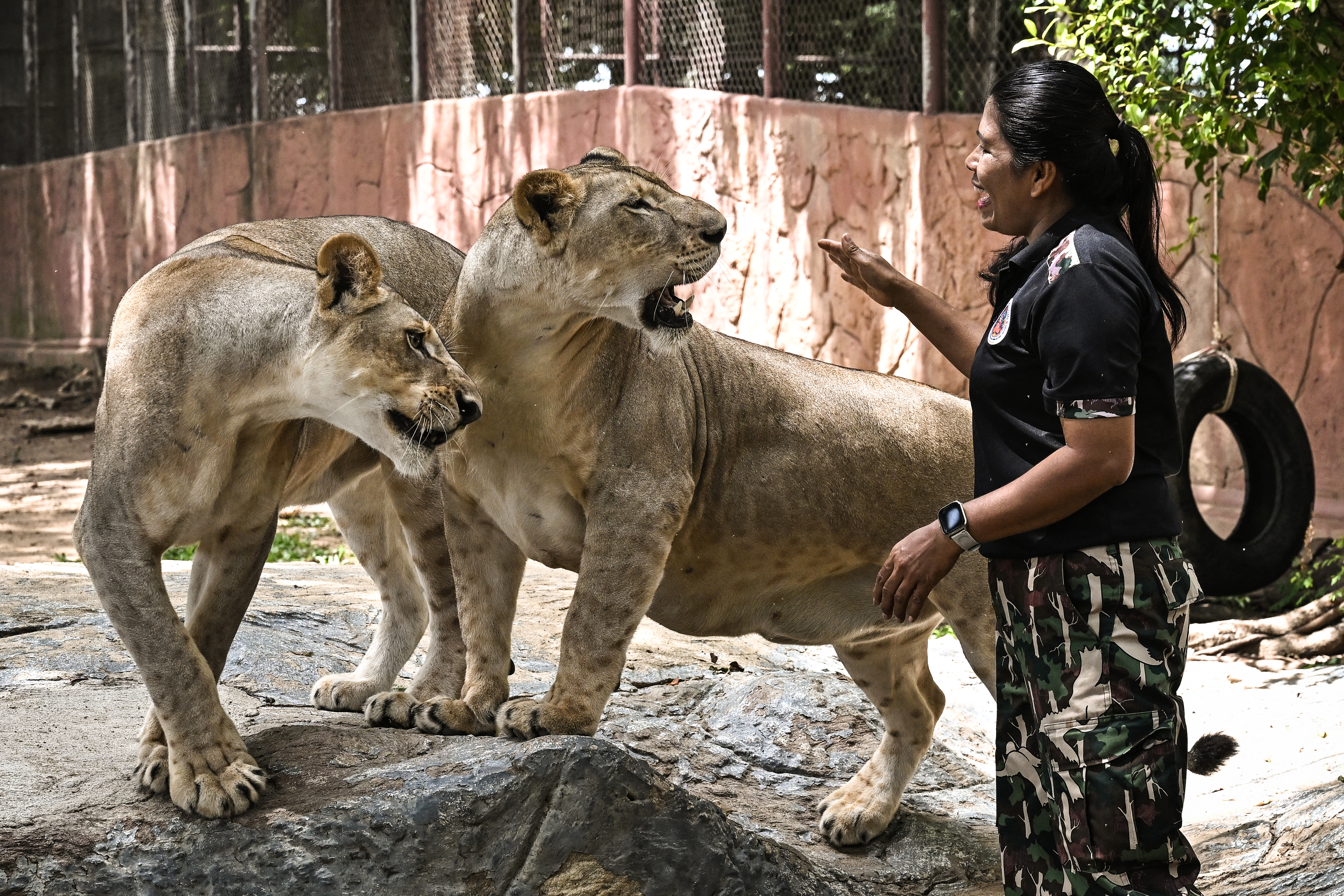 'Absolute madness': Thailand's pet lion problem