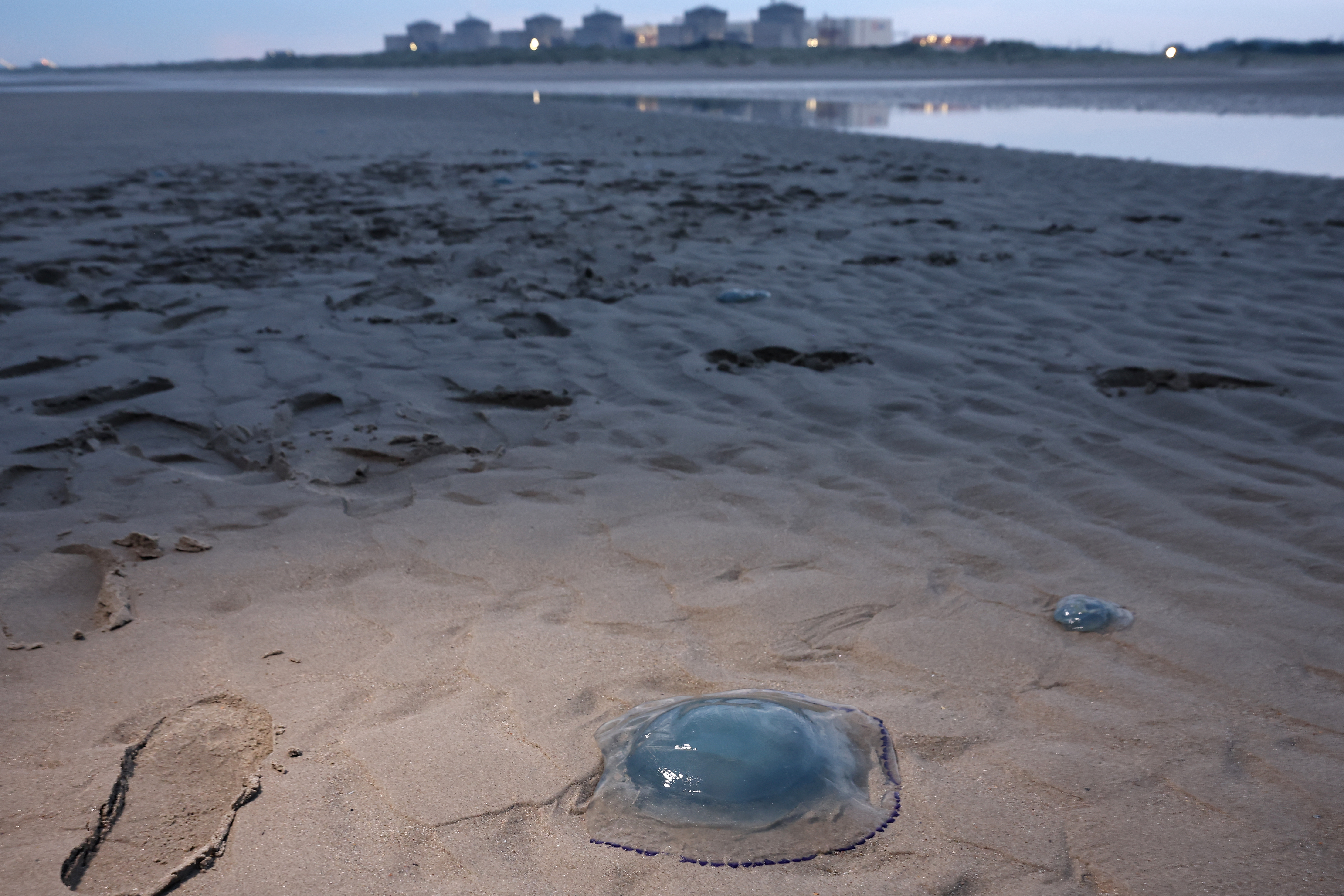 Yellyfish lay on the shore near the Gravelines nuclear power plant in Gravelines, northern France on August 12, 2025. Four units at the Gravelines nuclear power plant (Nord) were shut down on August 11, 2025 due to the "massive and unforeseeable presence of jellyfish" in the pumping stations for the water used to cool the reactors, EDF announced. These automatic shutdowns of units 2, 3, 4, and 5 "had no impact on the safety of the facilities, the safety of personnel, or the environment," EDF assured on its website. The plant is thus temporarily completely shut down, as its two other production units, 1 and 5, are currently undergoing maintenance. (Photo by Sameer AL-DOUMY / AFP)