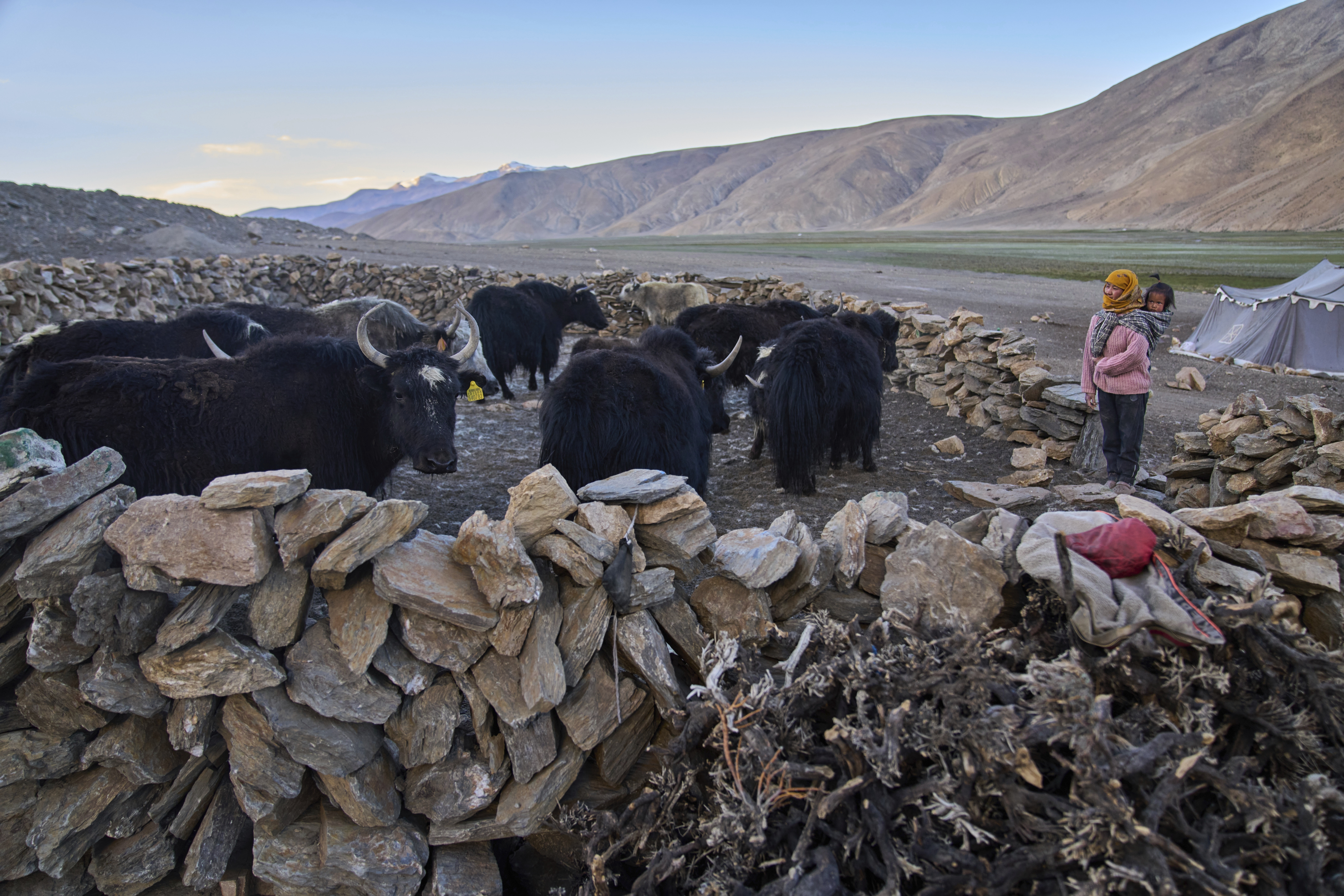 Woman with her baby son wrapped on her back keeps an eye on a herd of yaks in a stone-walled structure.