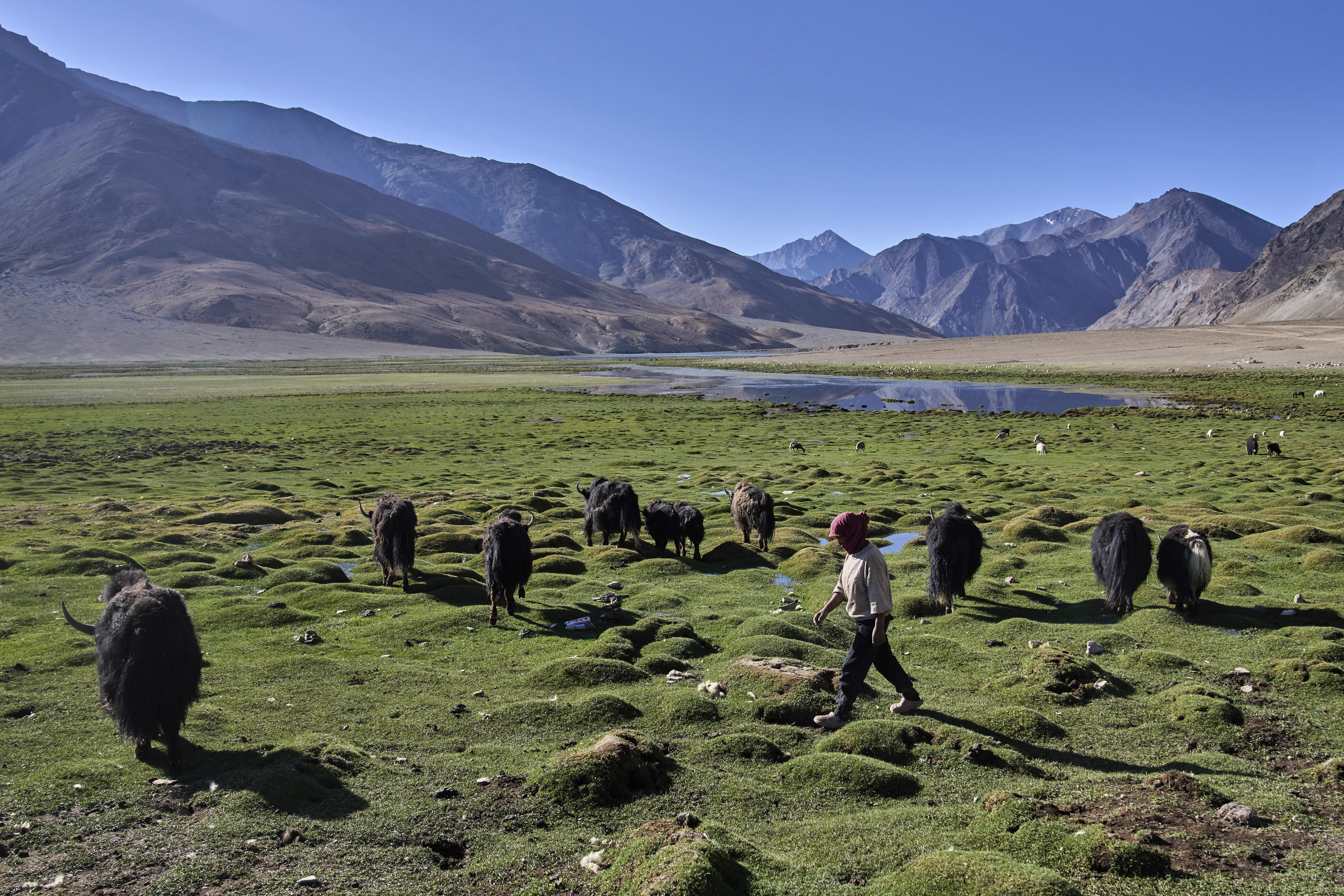 Climate change threatens yaks and the herding way of life