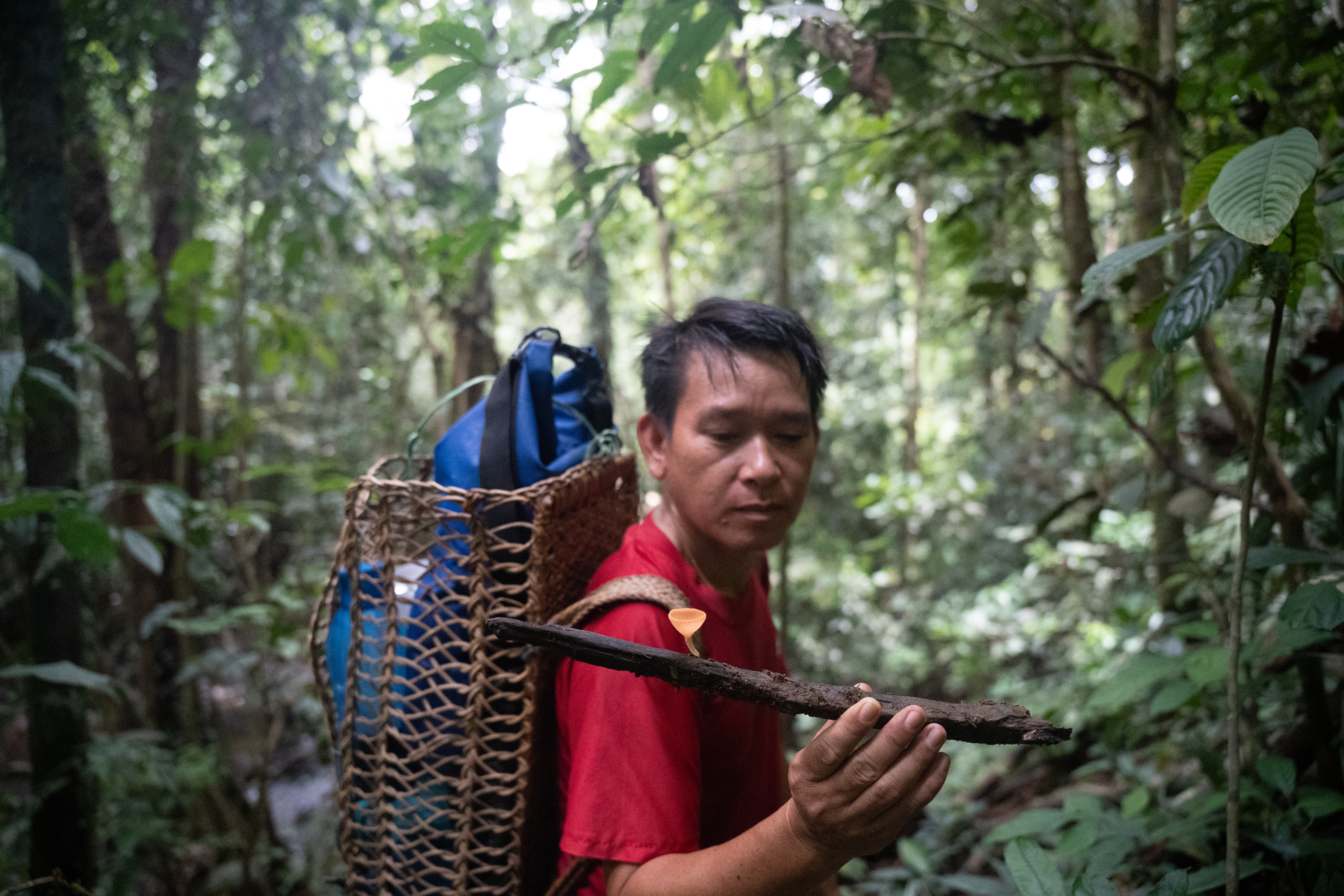 William Tinggang examines a mushroom within Nawan. Sarawak's primary rainforests are exceptionally rich in biodiversity and harbours hundreds of endemic species found nowhere else on Earth [Izzy Sasada/Al Jazeera]