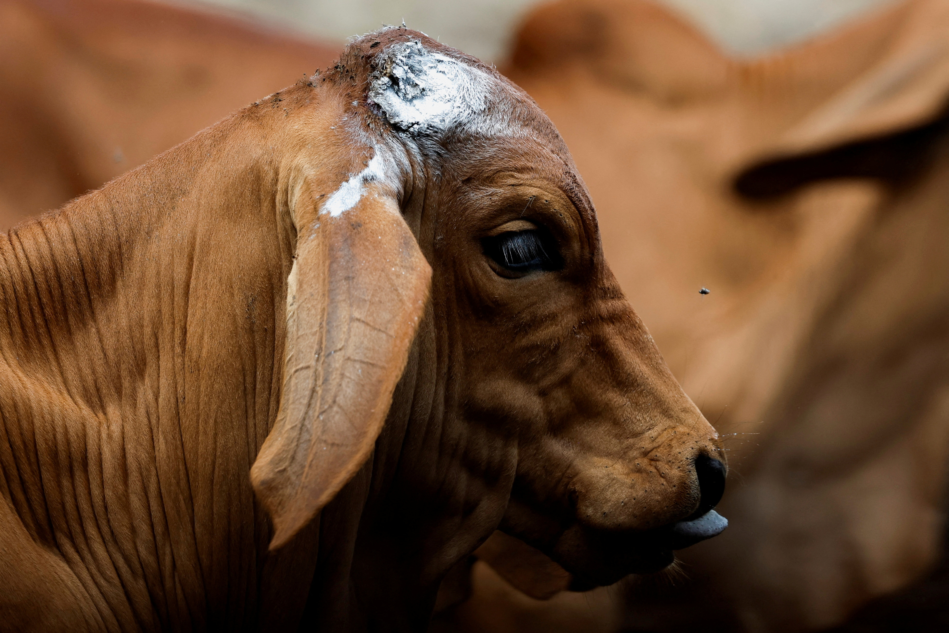 FILE PHOTO: A view shows a calf after being sprayed with a disinfectant spray to prevent screwworm as the Mexican government and ranchers struggle to control the spread of the flesh-eating screwworm, in Tuxtla Gutierrez, Chiapas state, Mexico July 3, 2025. REUTERS/Daniel Becerril/File Photo