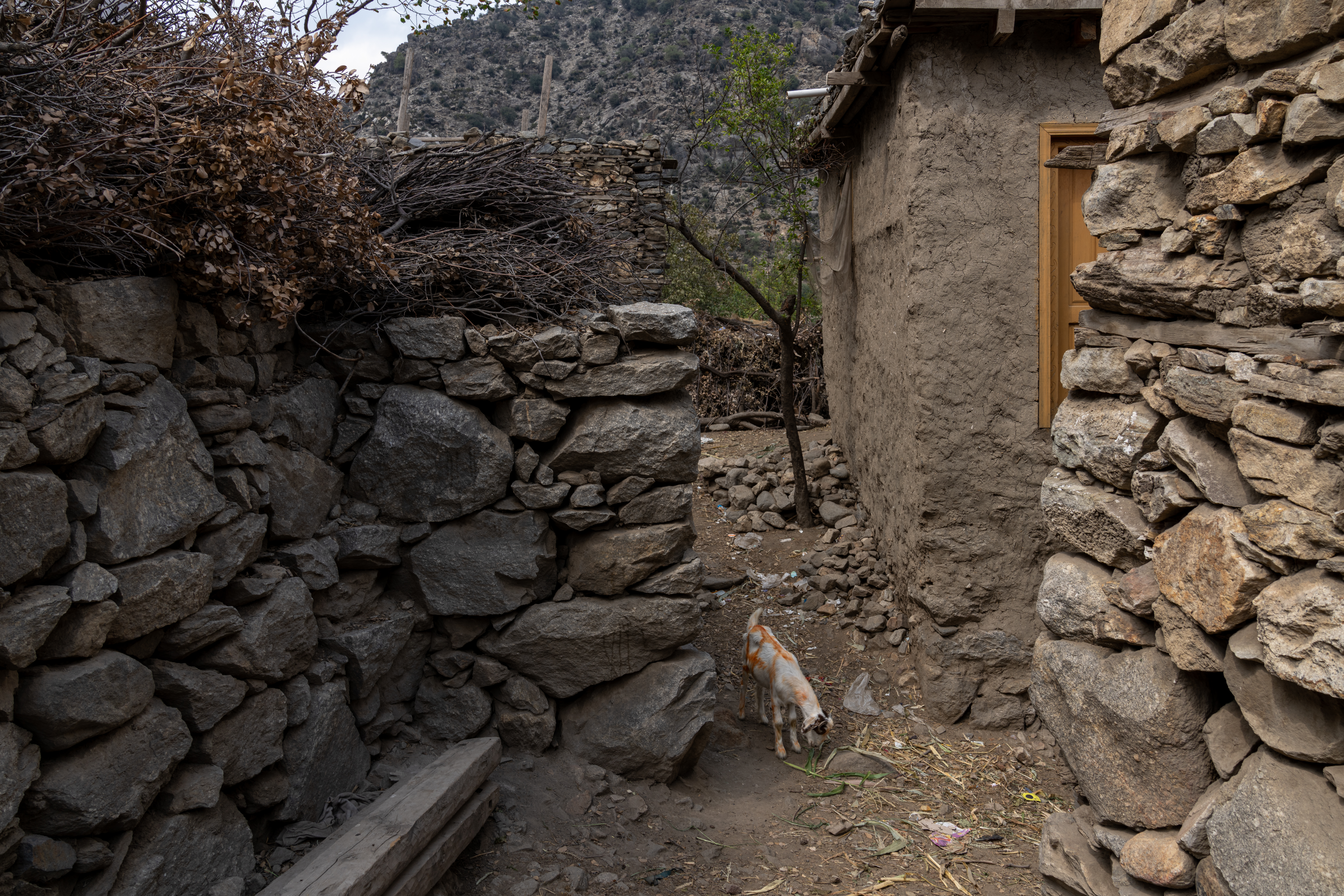 Farm animals roam freely the narrow deserted alleys of Andarlachak village.