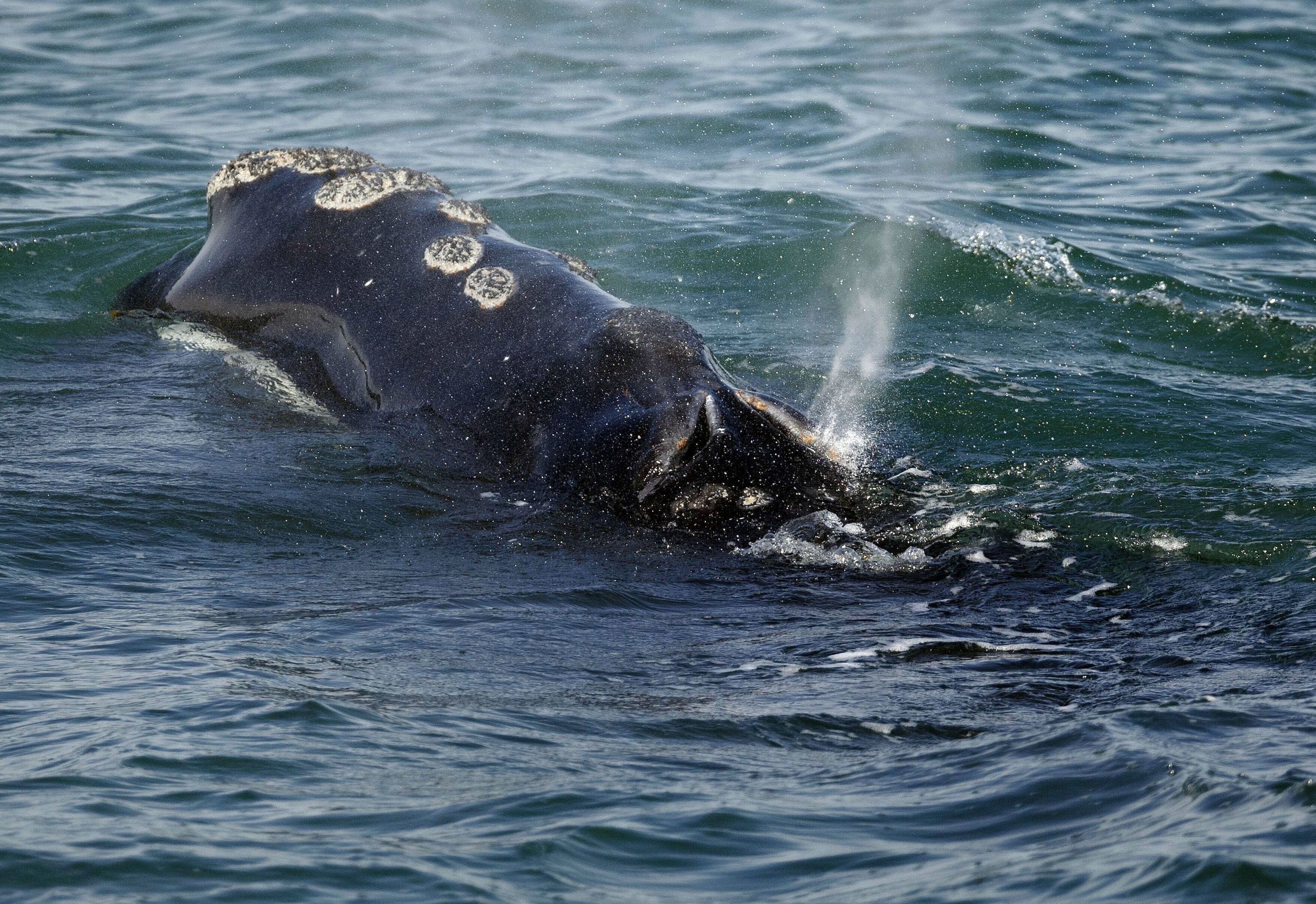 FILE - A North Atlantic right whale feeds on the surface of Cape Cod bay off the coast of Plymouth, Mass, March 28, 2018. (AP Photo/Michael Dwyer, File)