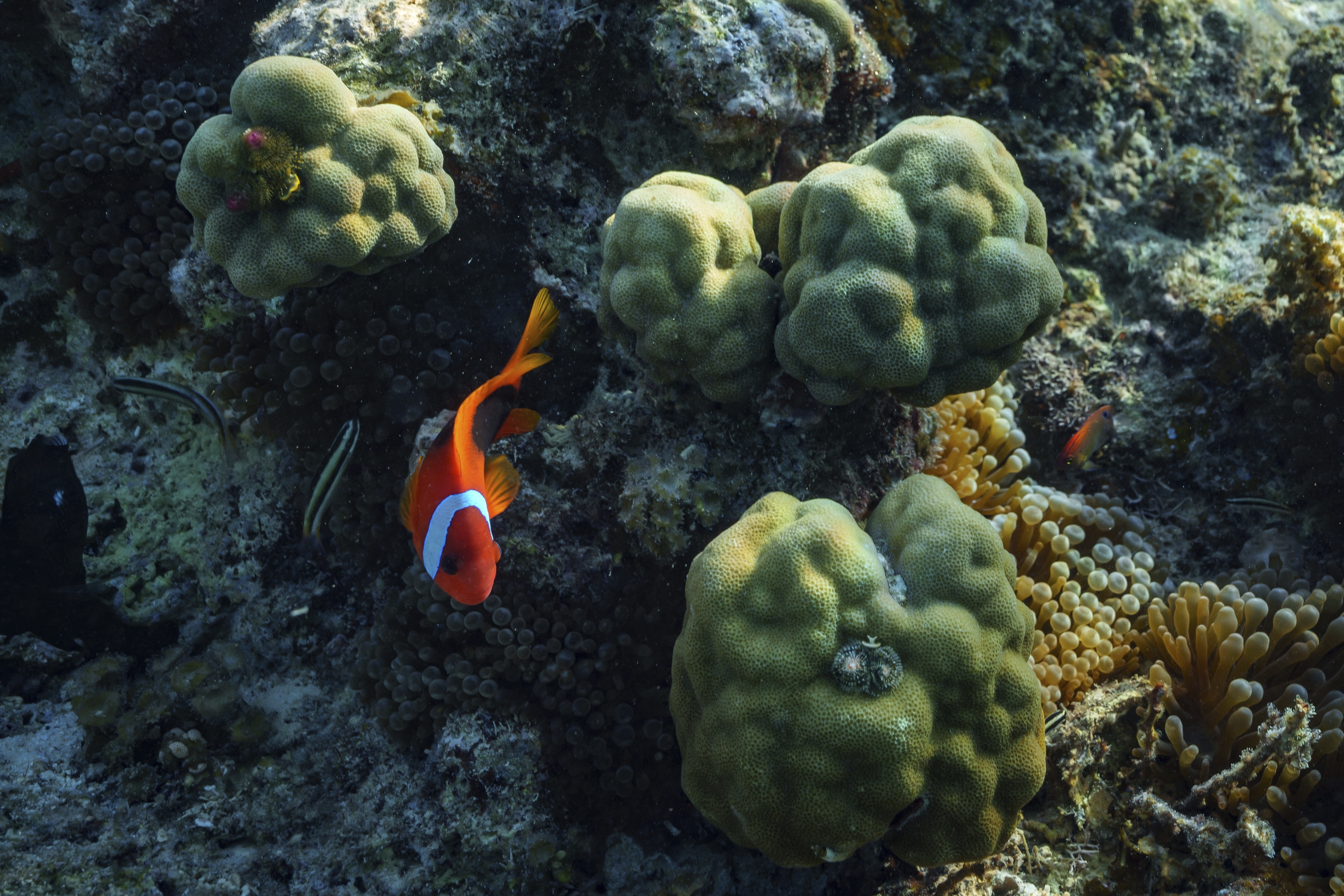 A clownfish swimming near corals in the sea.