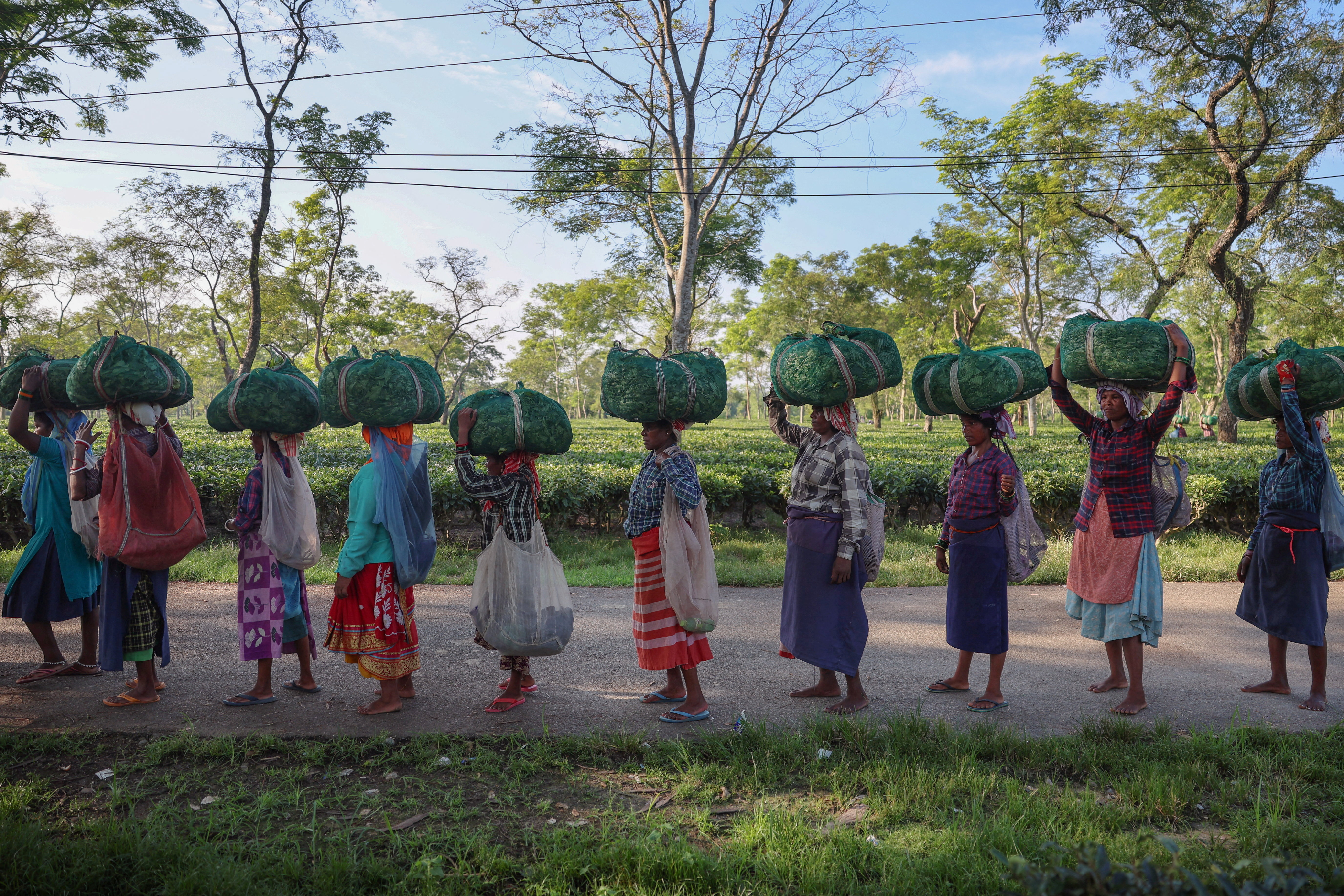 Drier weather threatens India's tea exports, global supply