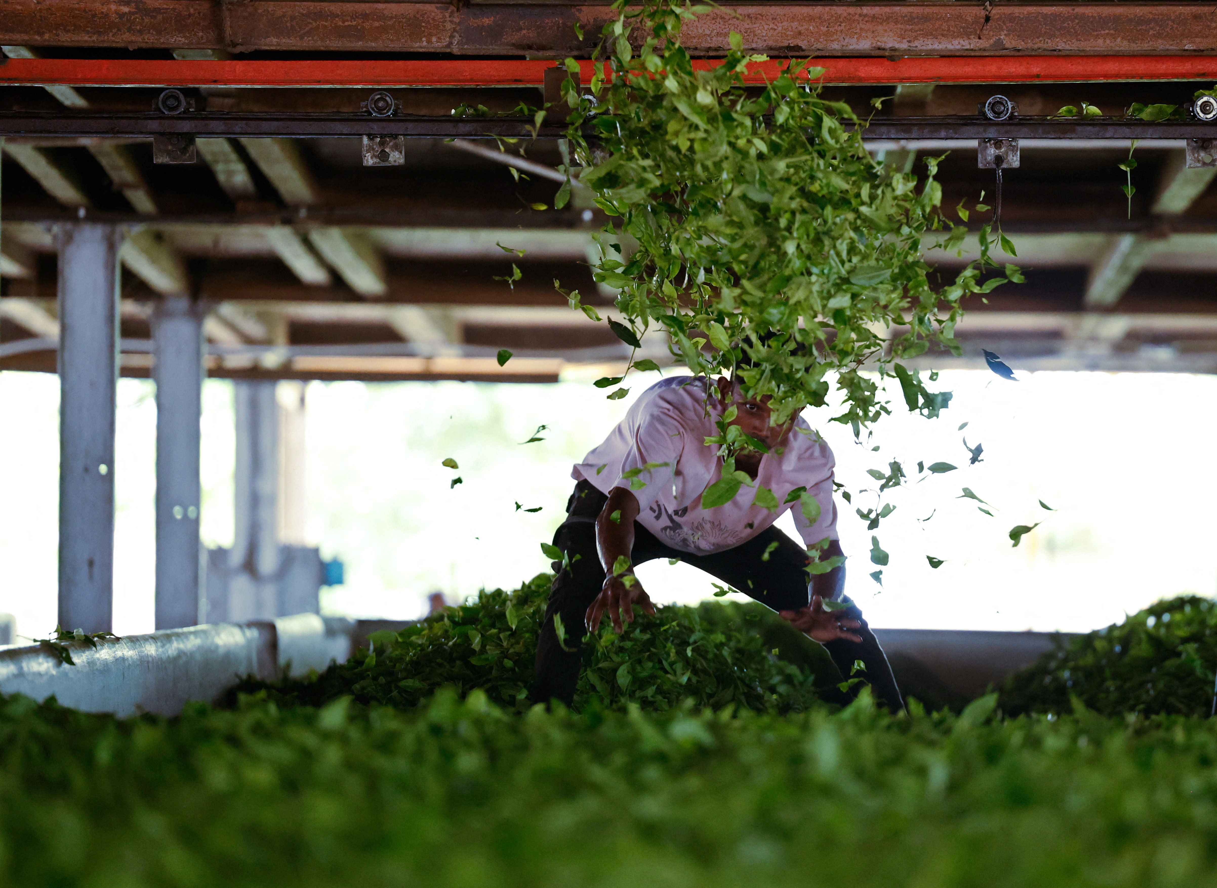 Drier weather threatens India's tea exports, global supply