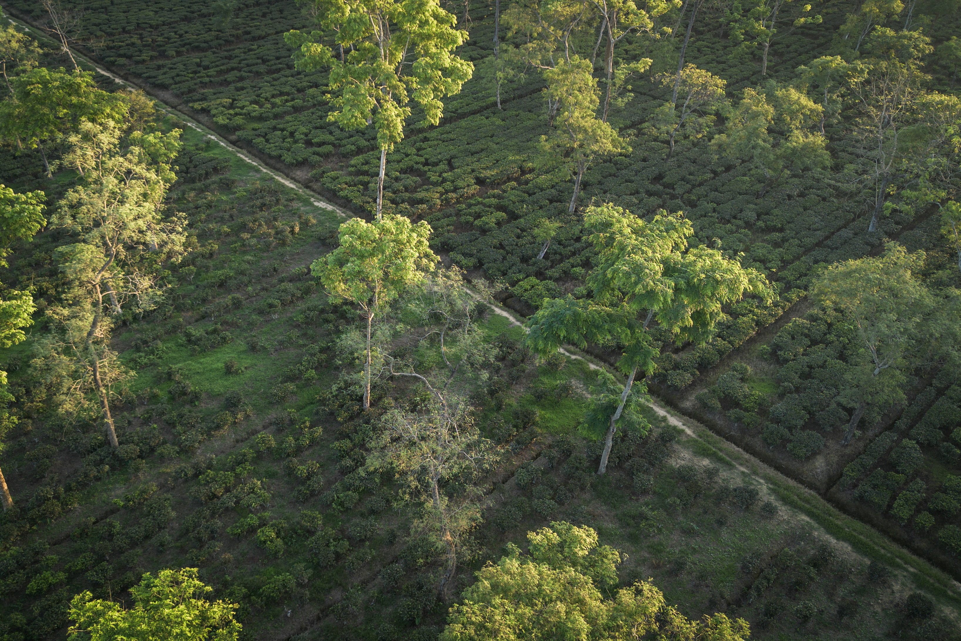 Drier weather threatens India's tea exports, global supply