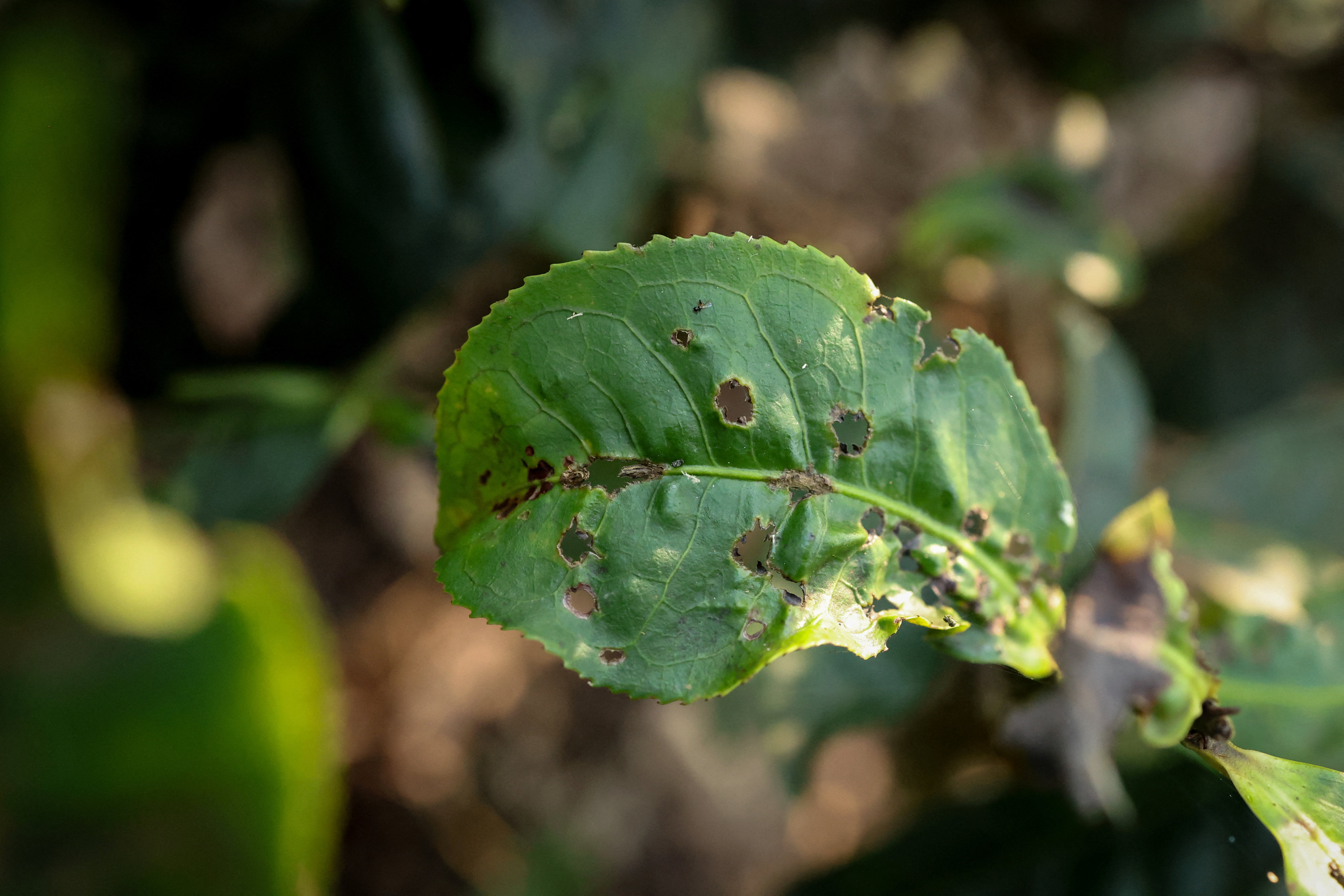 Drier weather threatens India's tea exports, global supply