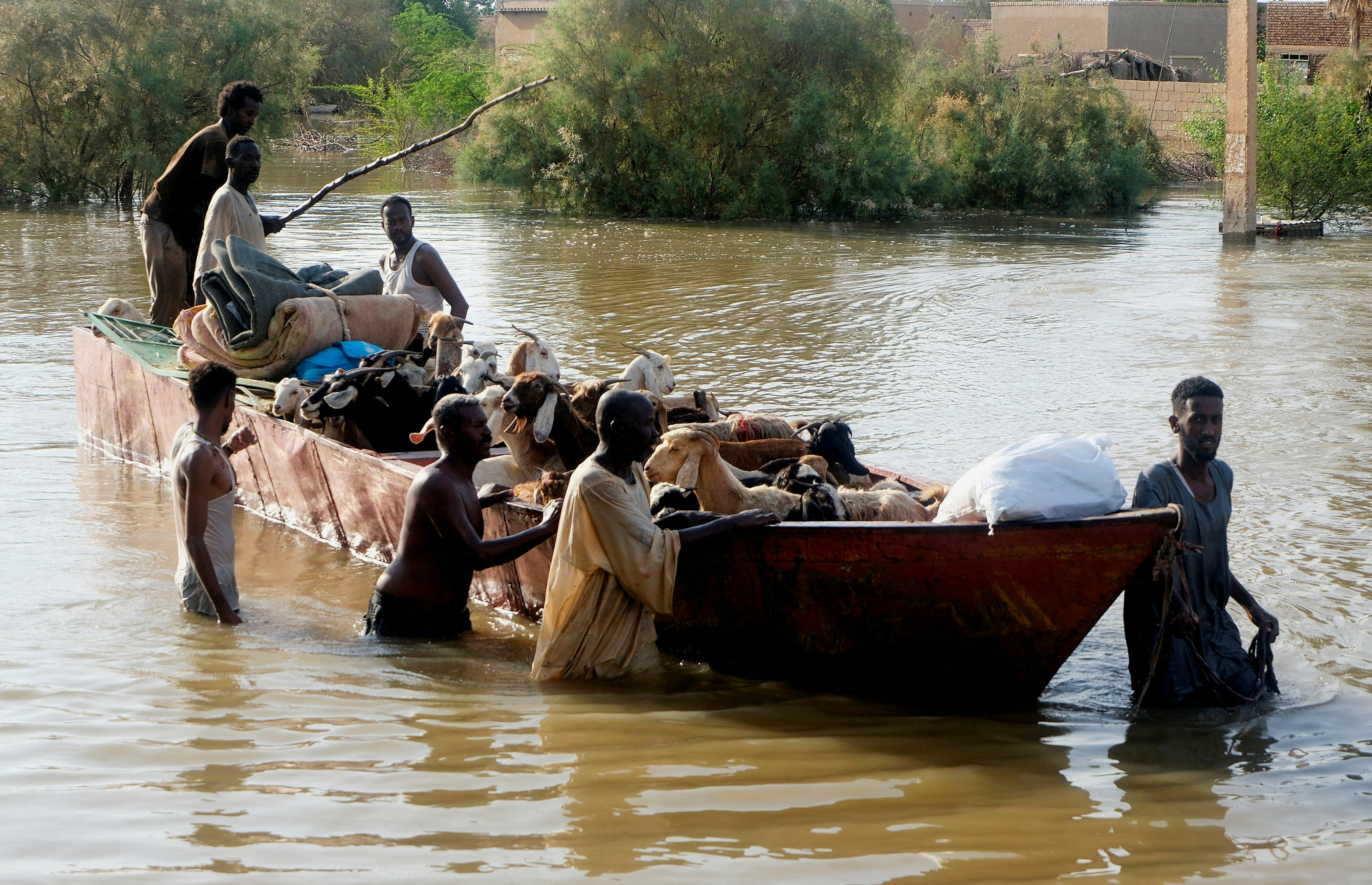 Sudanese men guide a boat carrying goats through floodwaters in Wad Ramli village, north of Khartoum, as residents evacuate after the area was inundated by the Nile, Sudan