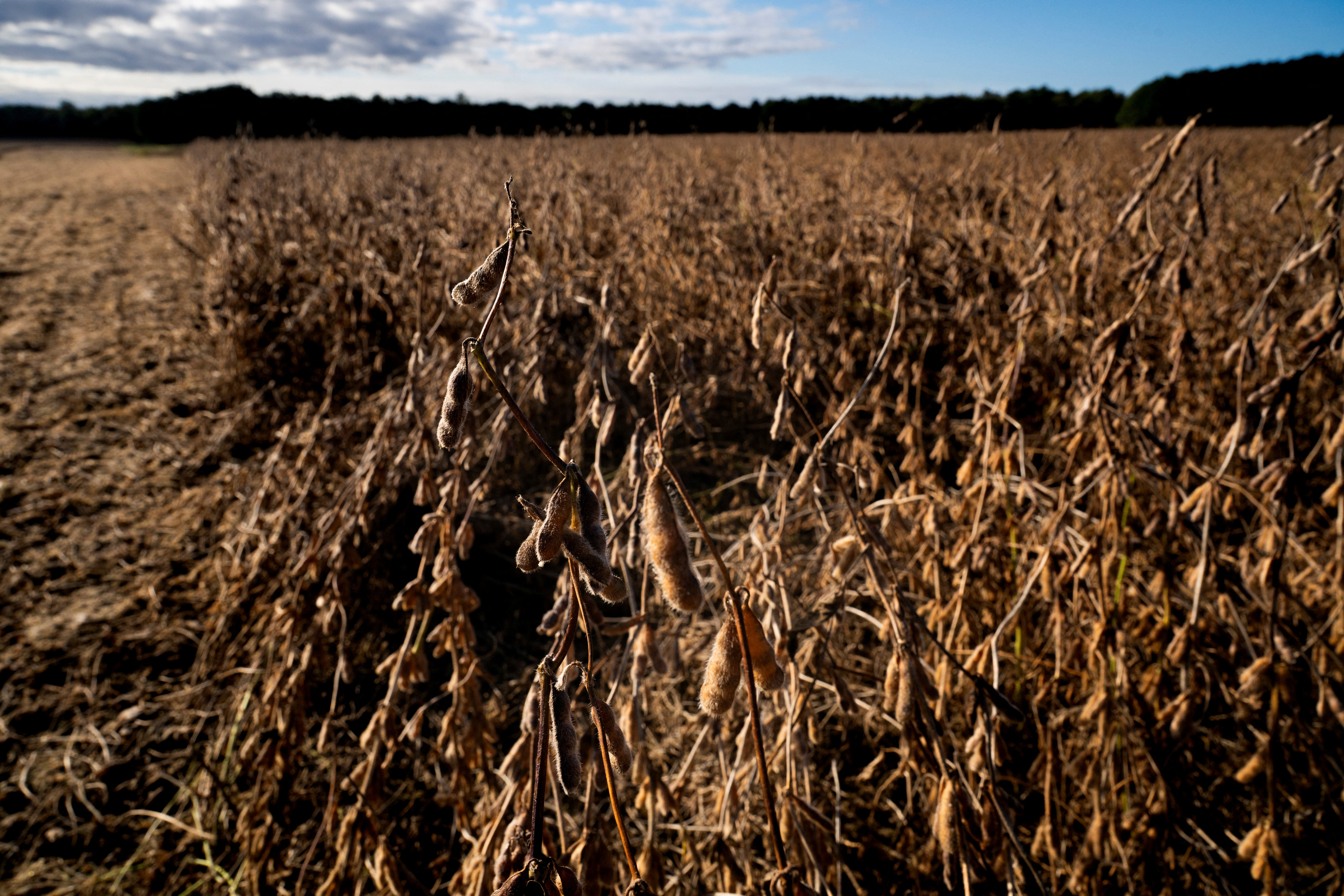 US soybean farmers battered by trade row with China