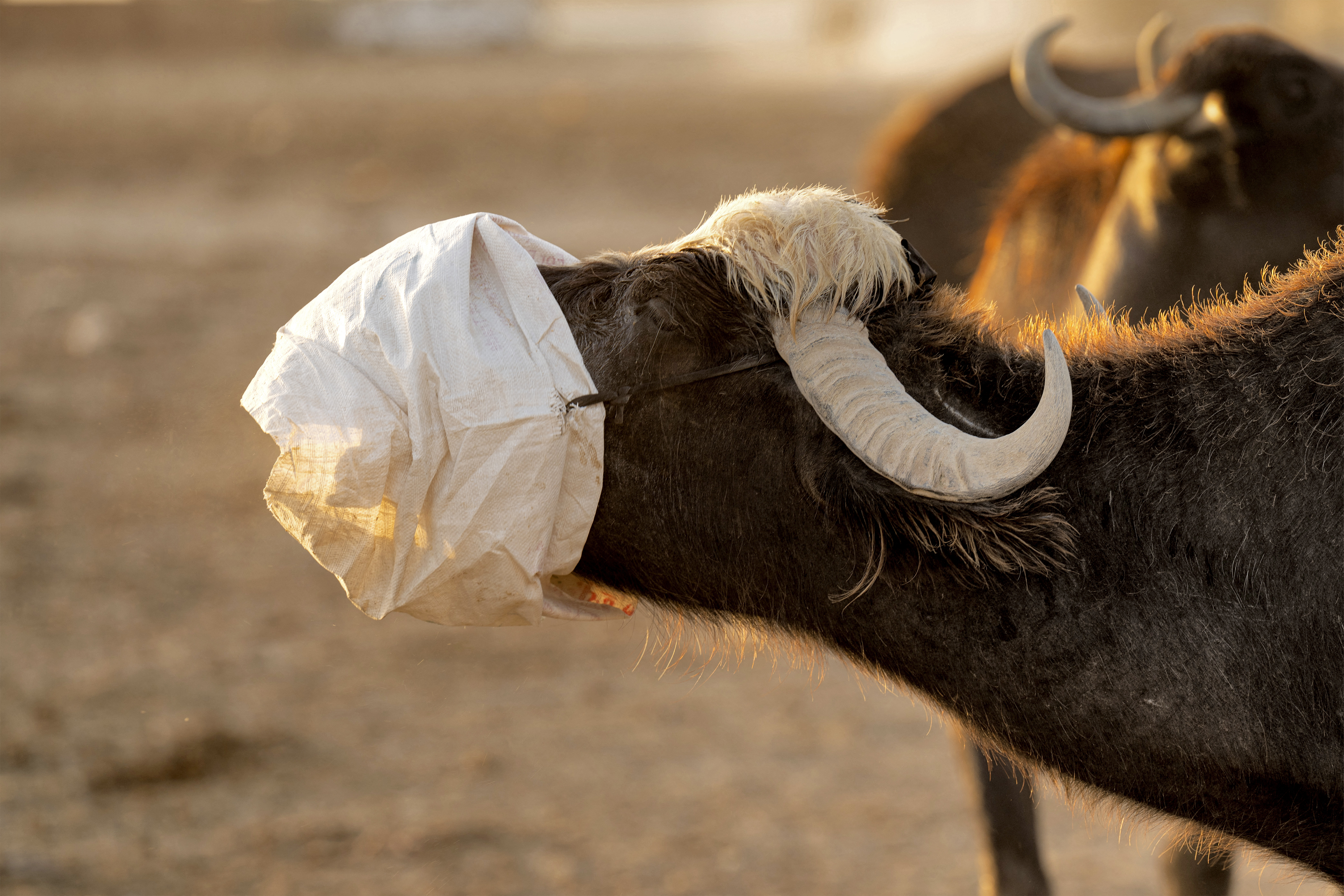 Water salinity hurting farmers, livestock in Iraq