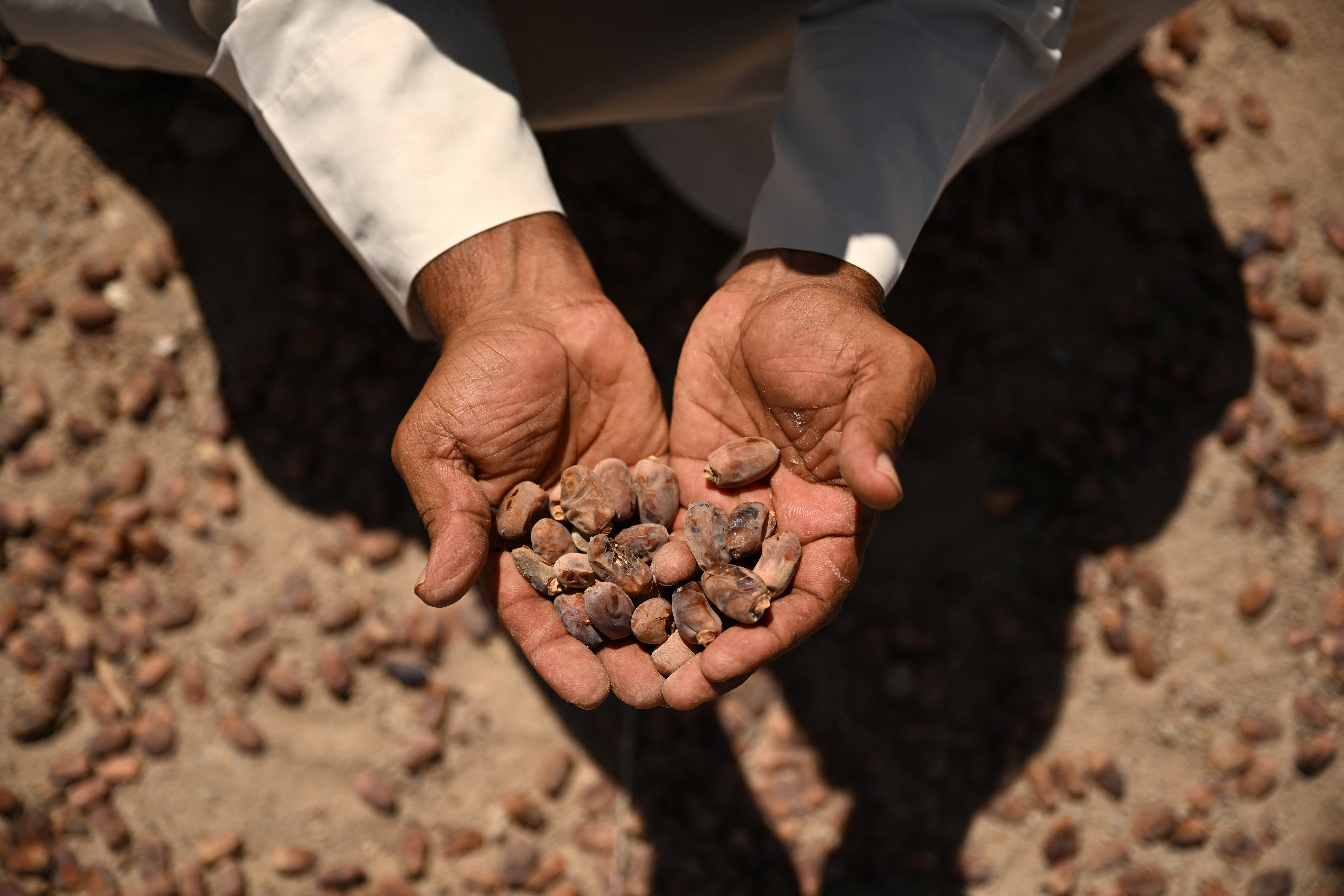 A man holds a handful of spoiled dates in the farm of Iraqi farmer Zuleikha 