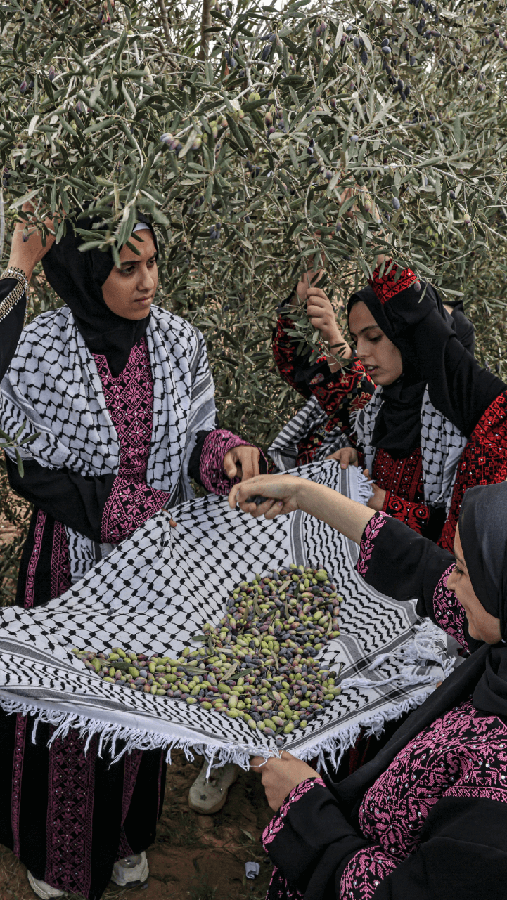 INTERACTIVE - Palestine olive vertical 1-1761756509