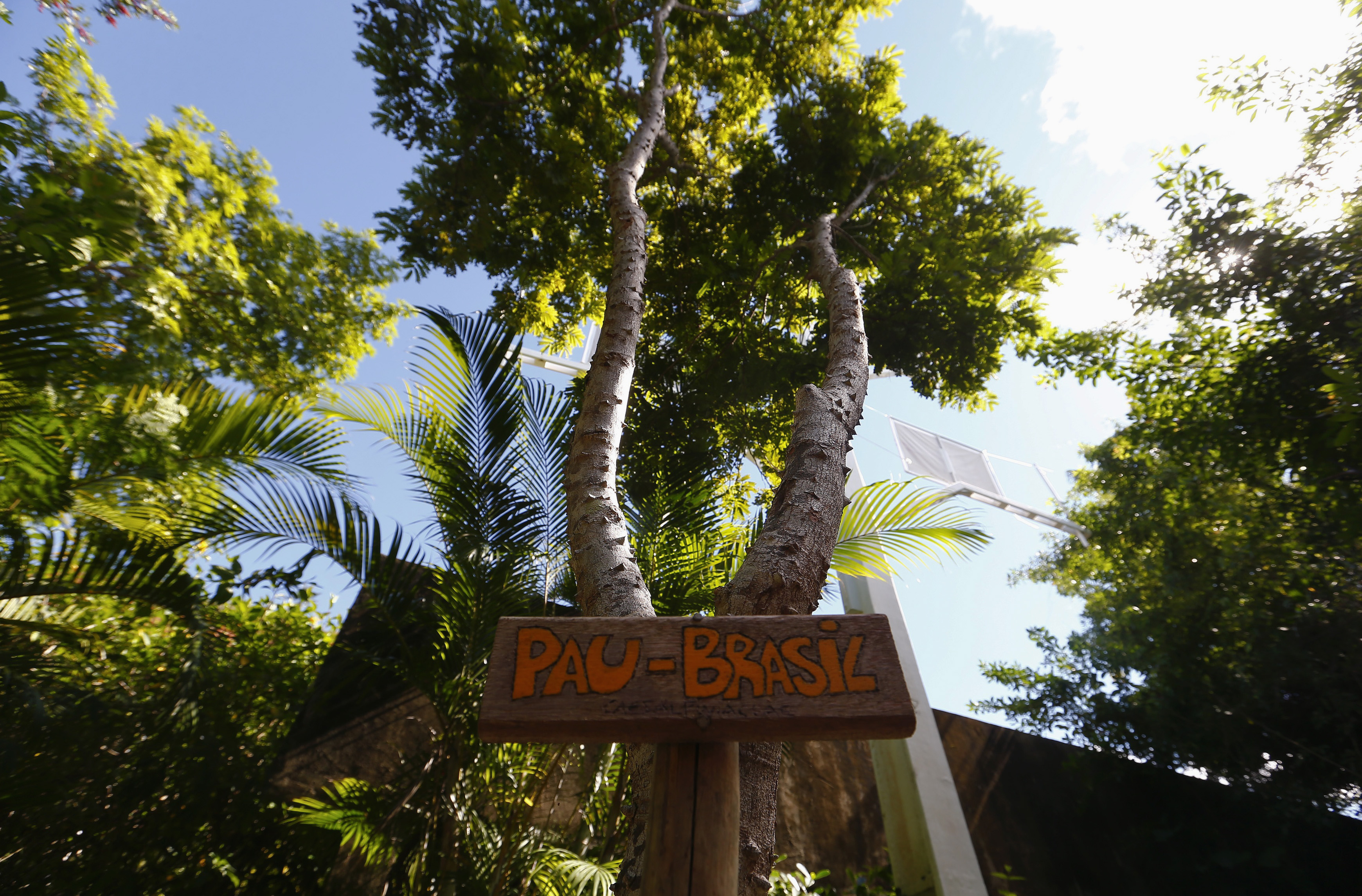 Brazilwood tree with an identifying sign