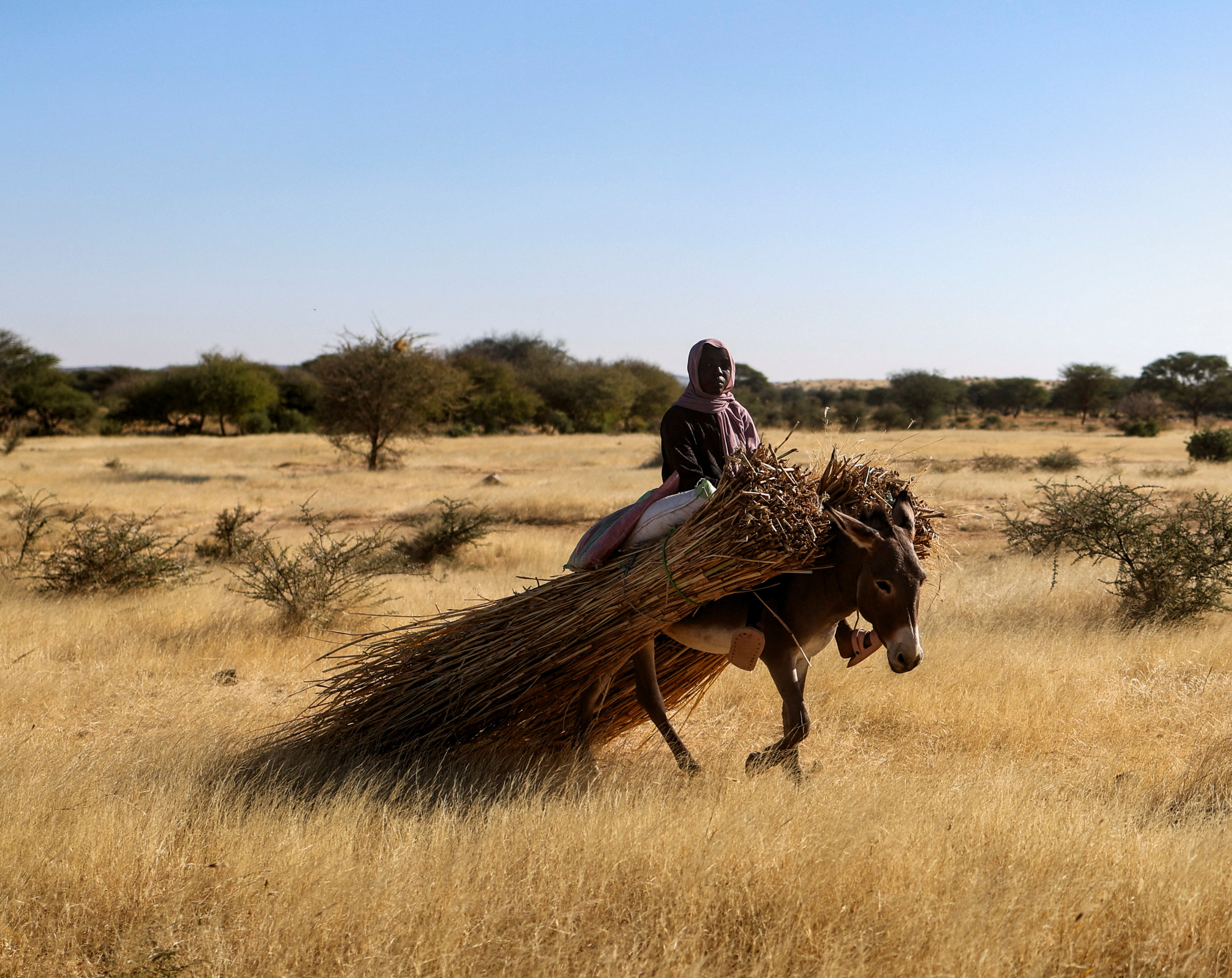 A Sudanese refugee woman from Darfur rides a donkey carrying harvested crops amid ongoing conflict in Sudan