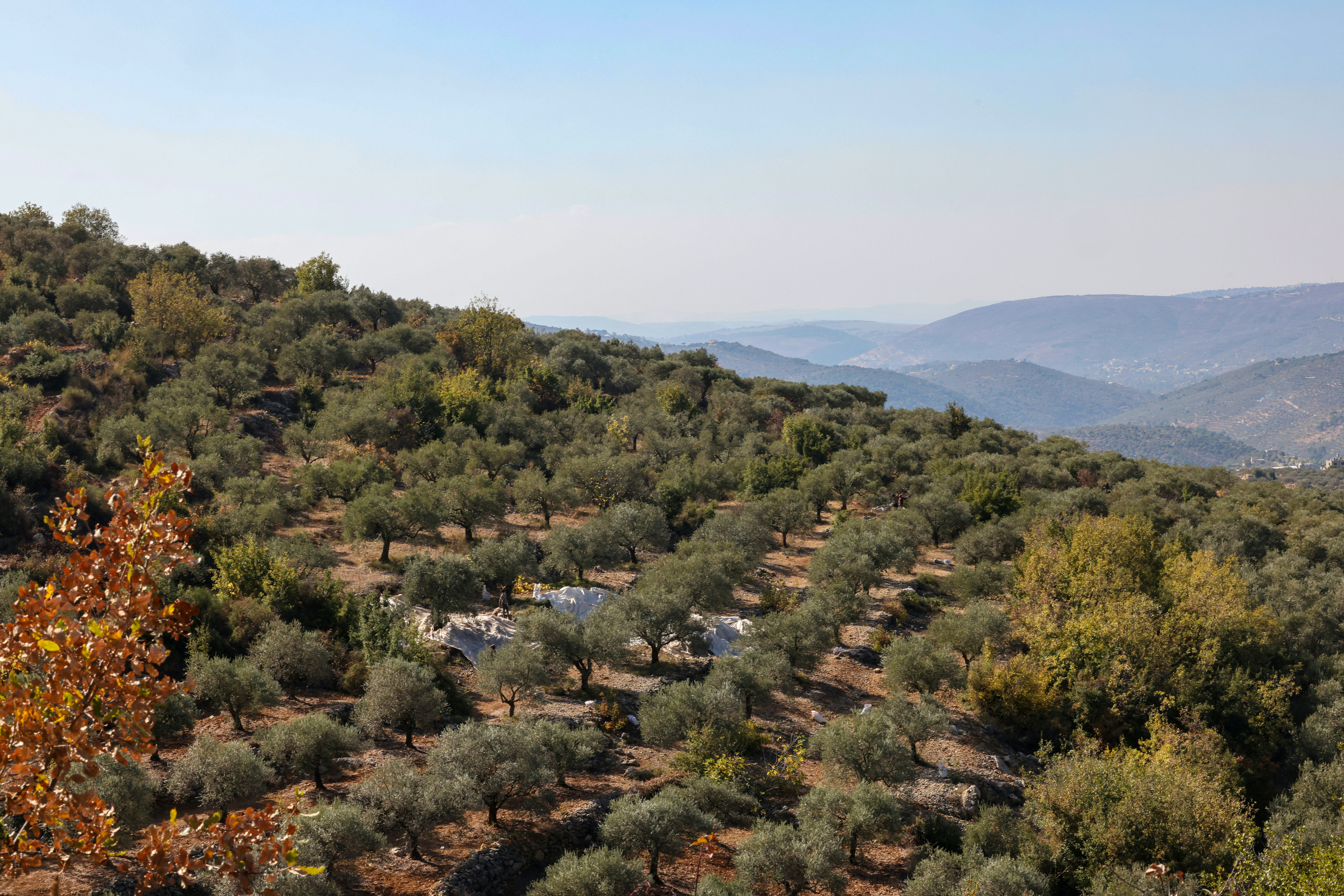 Olive trees on a hillside