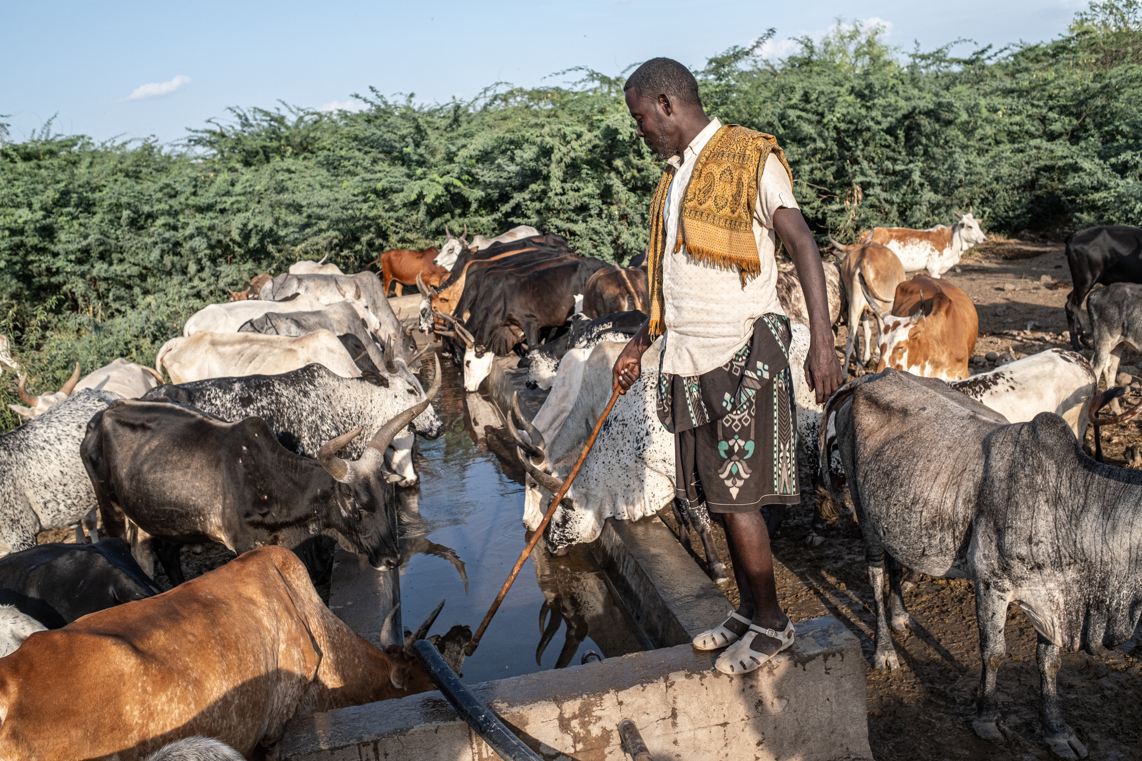 Non-native tree devastates Ethiopia’s ecosystems and threatens livelihoods