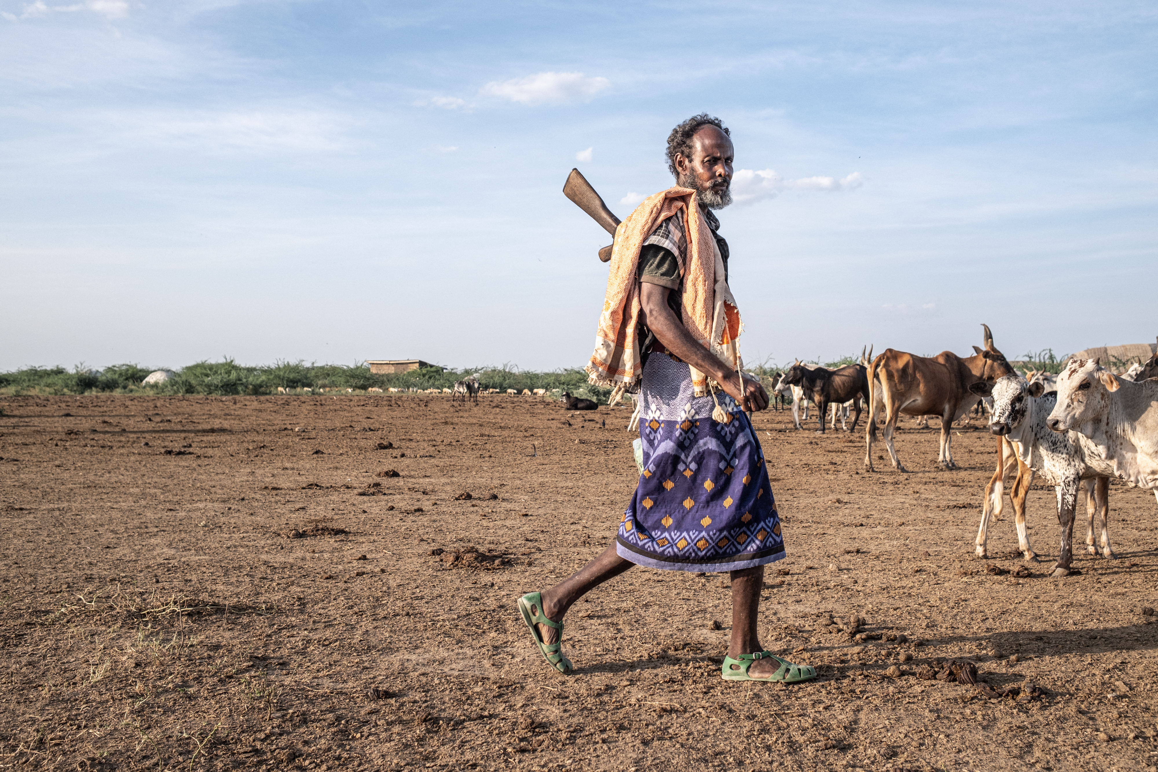 Non-native tree devastates Ethiopia’s ecosystems and threatens livelihoods