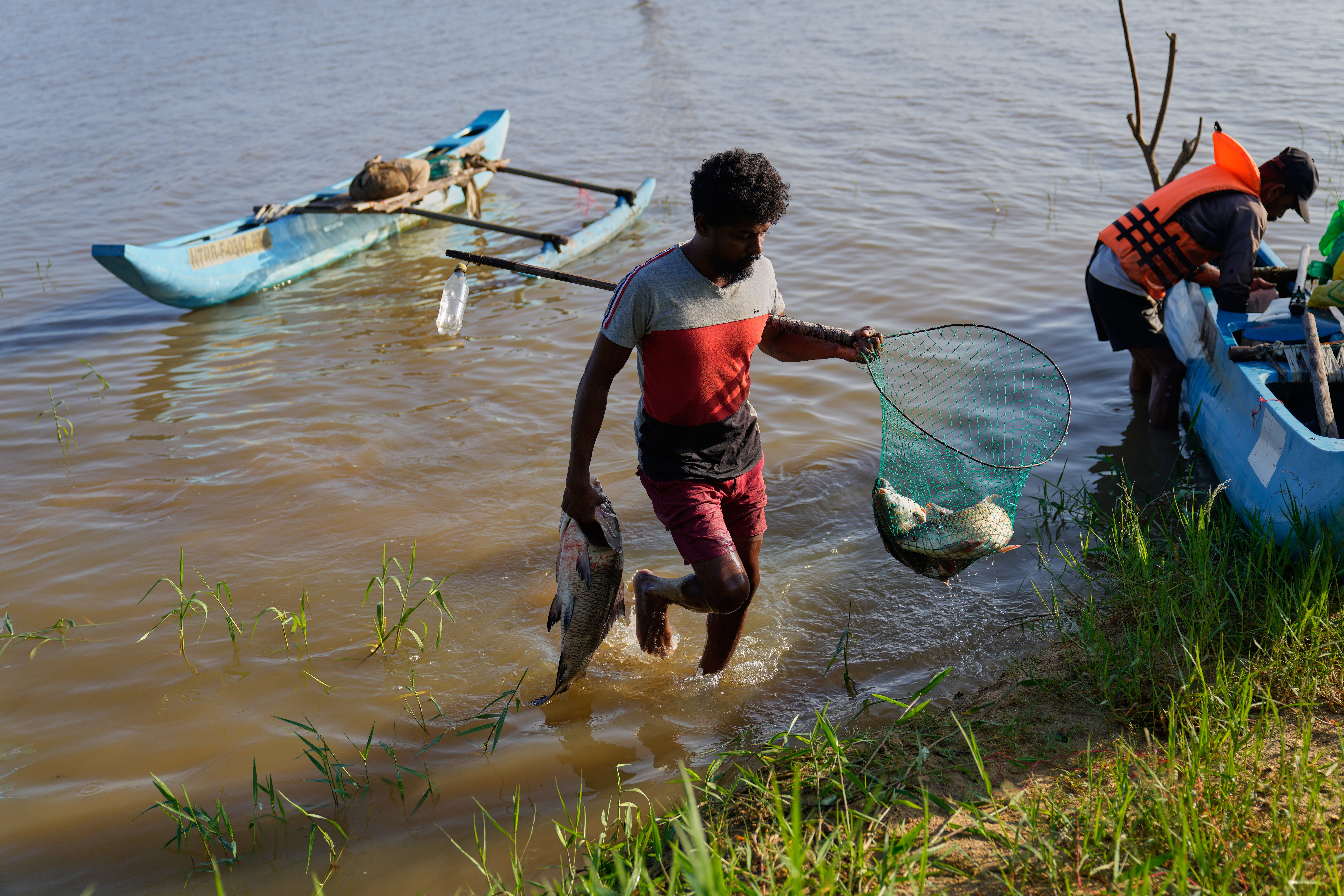 Sri Lankan villagers adapt to snakehead fish invasion