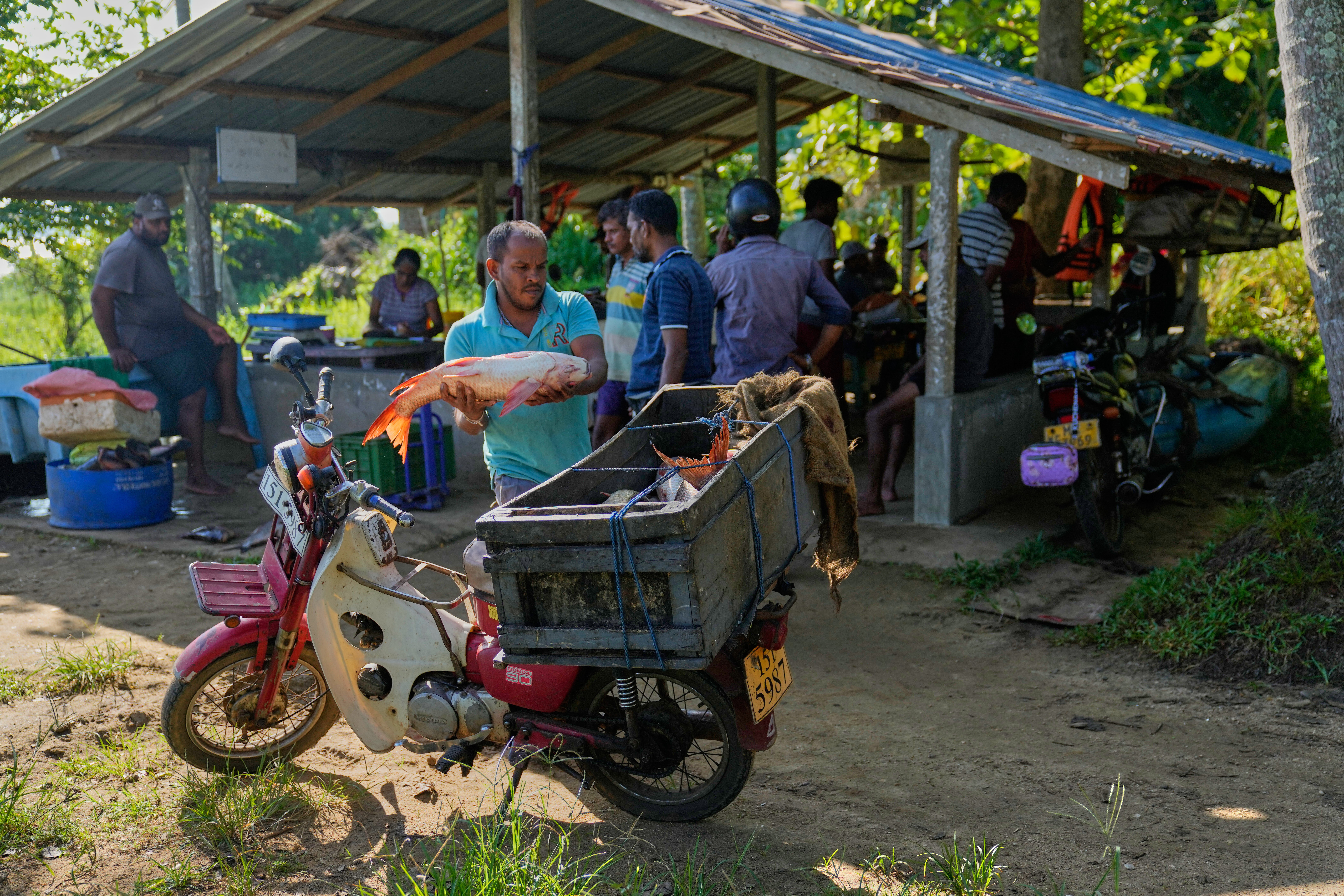 Sri Lankan villagers adapt to snakehead fish invasion