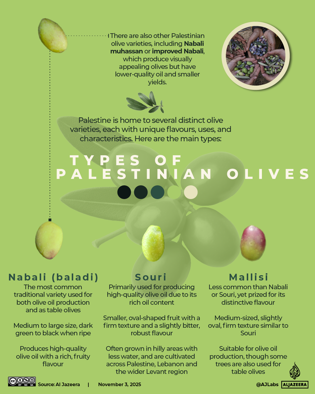 INTERACTIVE - Types of Palestinian olives-1762256441