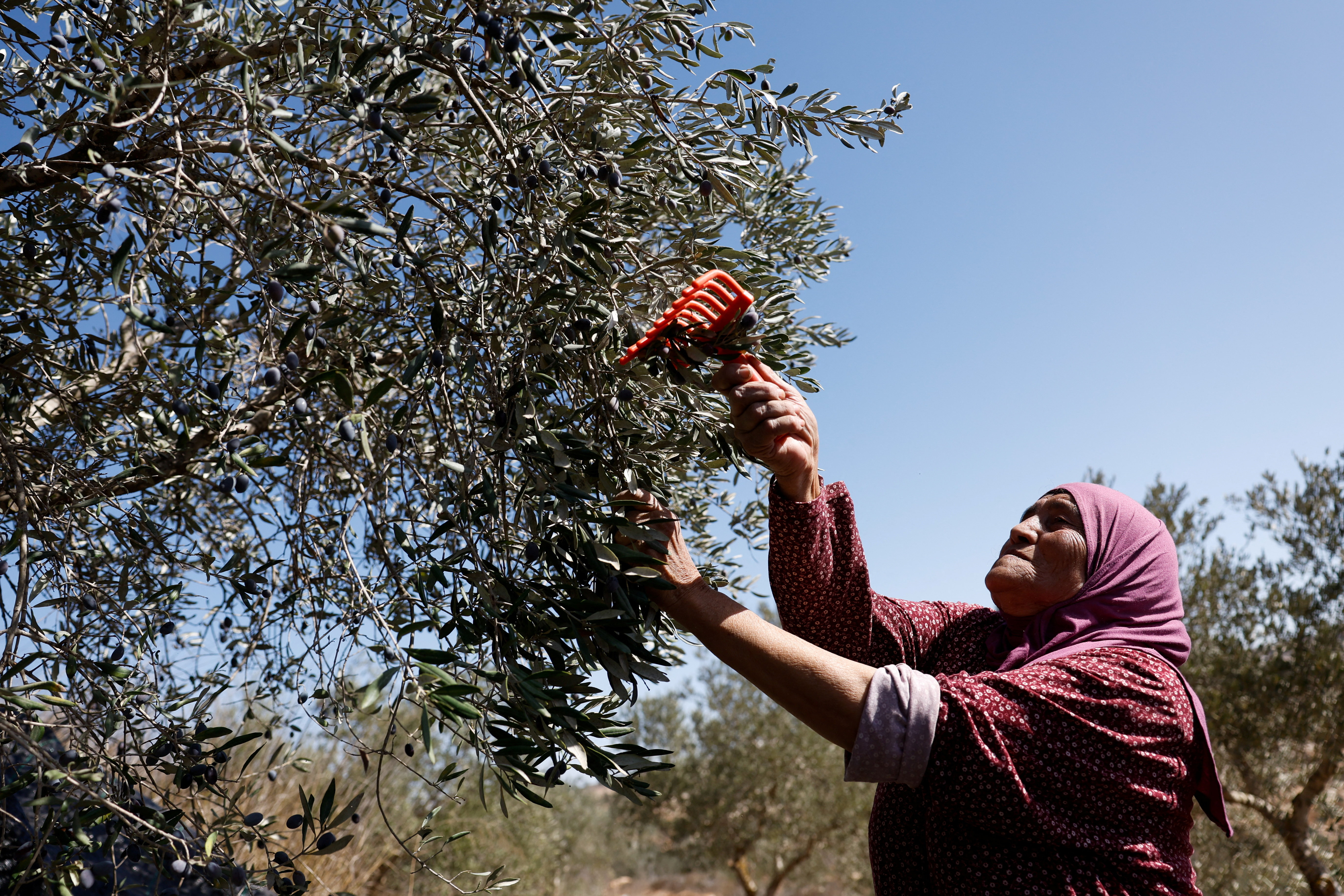 A Palestinian woman picks olives during harvest season in the village of Turmusaya near Ramallah, in the Israeli-occupied West Bank, October 20, 2025. REUTERS/Mohammed Torokman