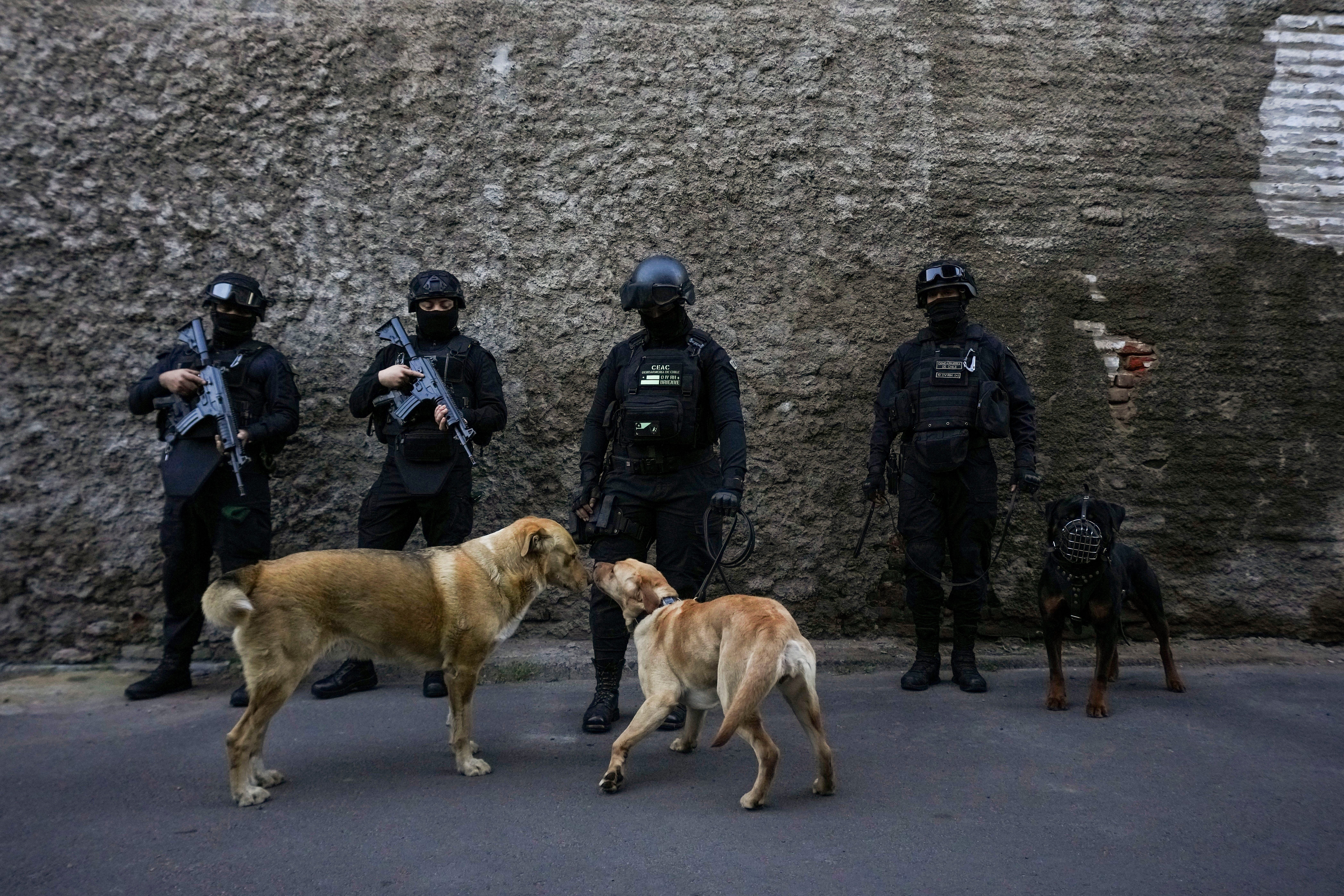 Police stand in a line in Santiago while two dogs sniff each other.