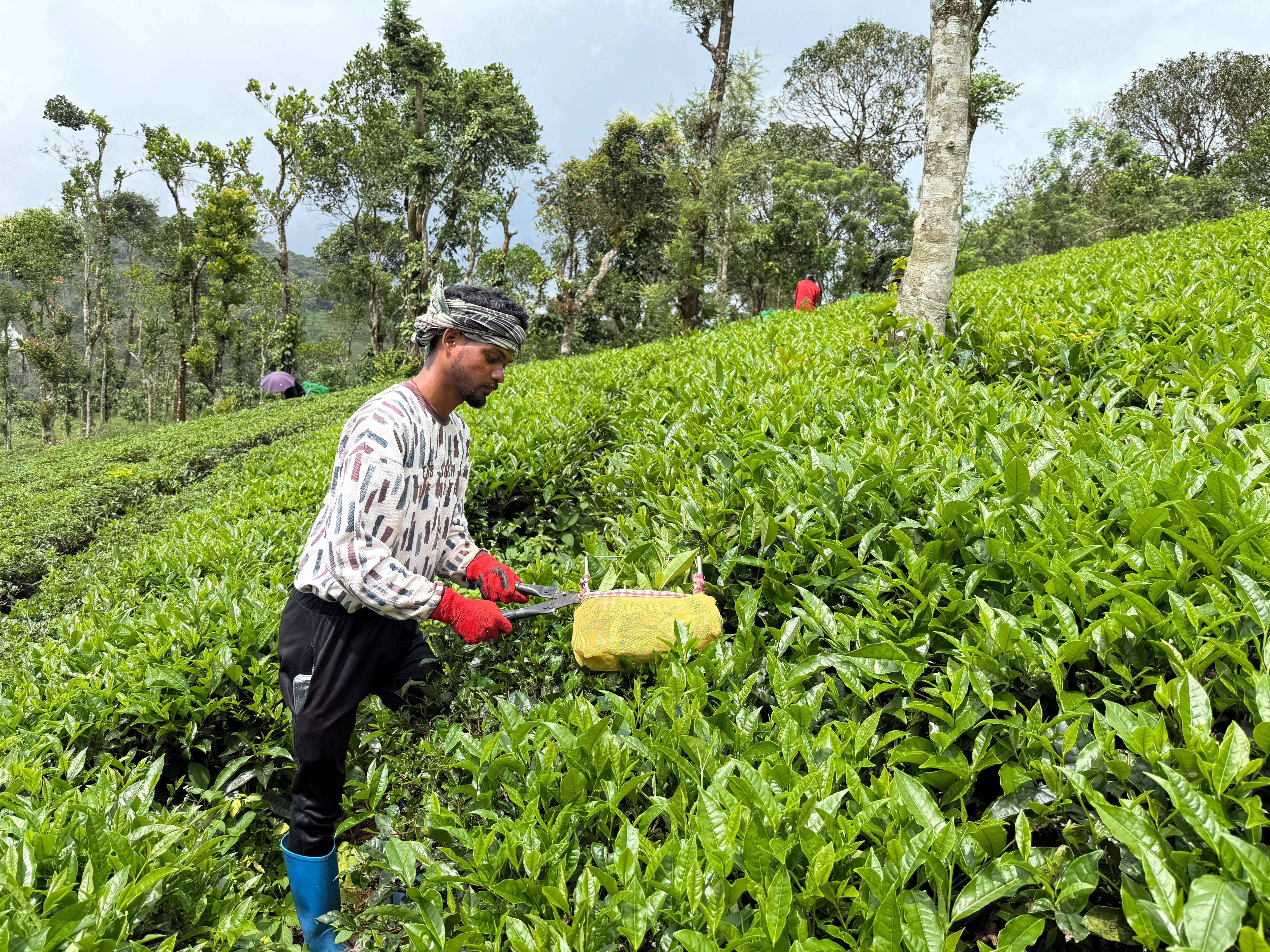 7 Rajkumar Jani, 23, a botany graduate, harvests tender tea leaves using a handheld machine-1771255982