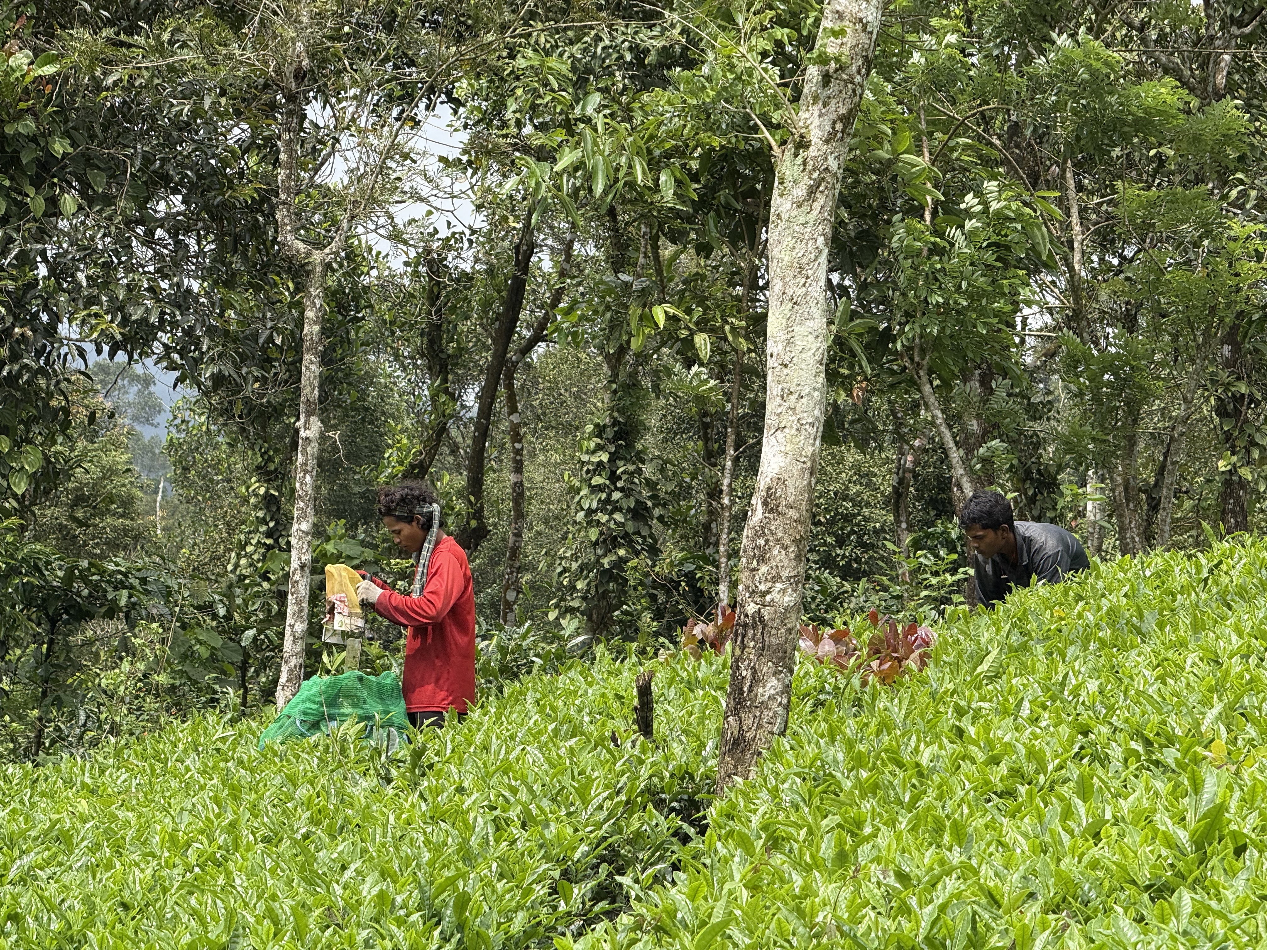 8 Kalpadia (not pictured) helped many others find jobs in the tea industry in Kerala, including Rutu Nandiwali, 23, and 18-year-old Lakshman Kumar, both seen here harvesting in the distance-1771255992