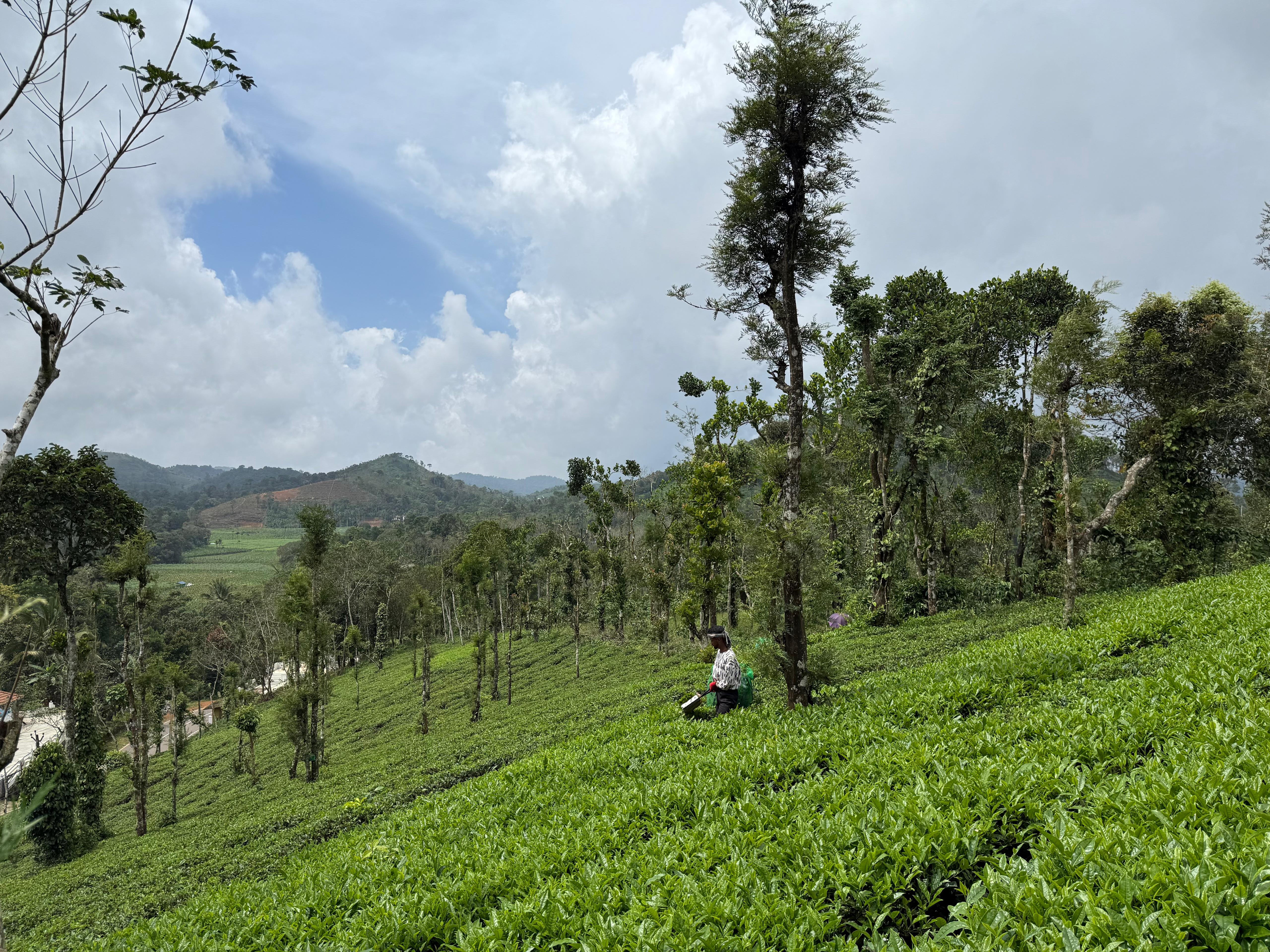 Kerala tea gardens are also home to its famed spices, as creepers are planted tactfully to make the optimal use of the beautiful hilly slopes (1)-1771255962