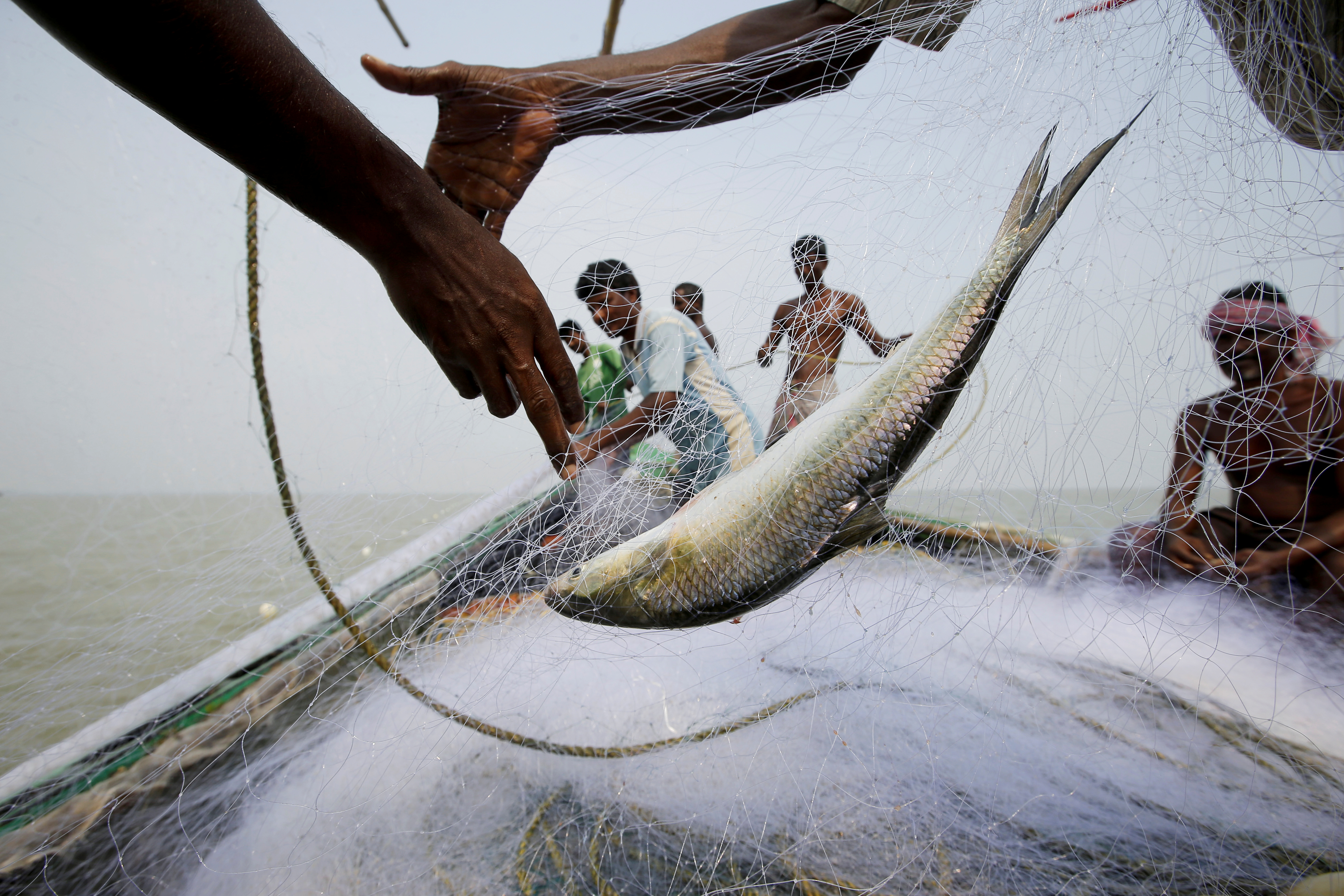 Bengal fish