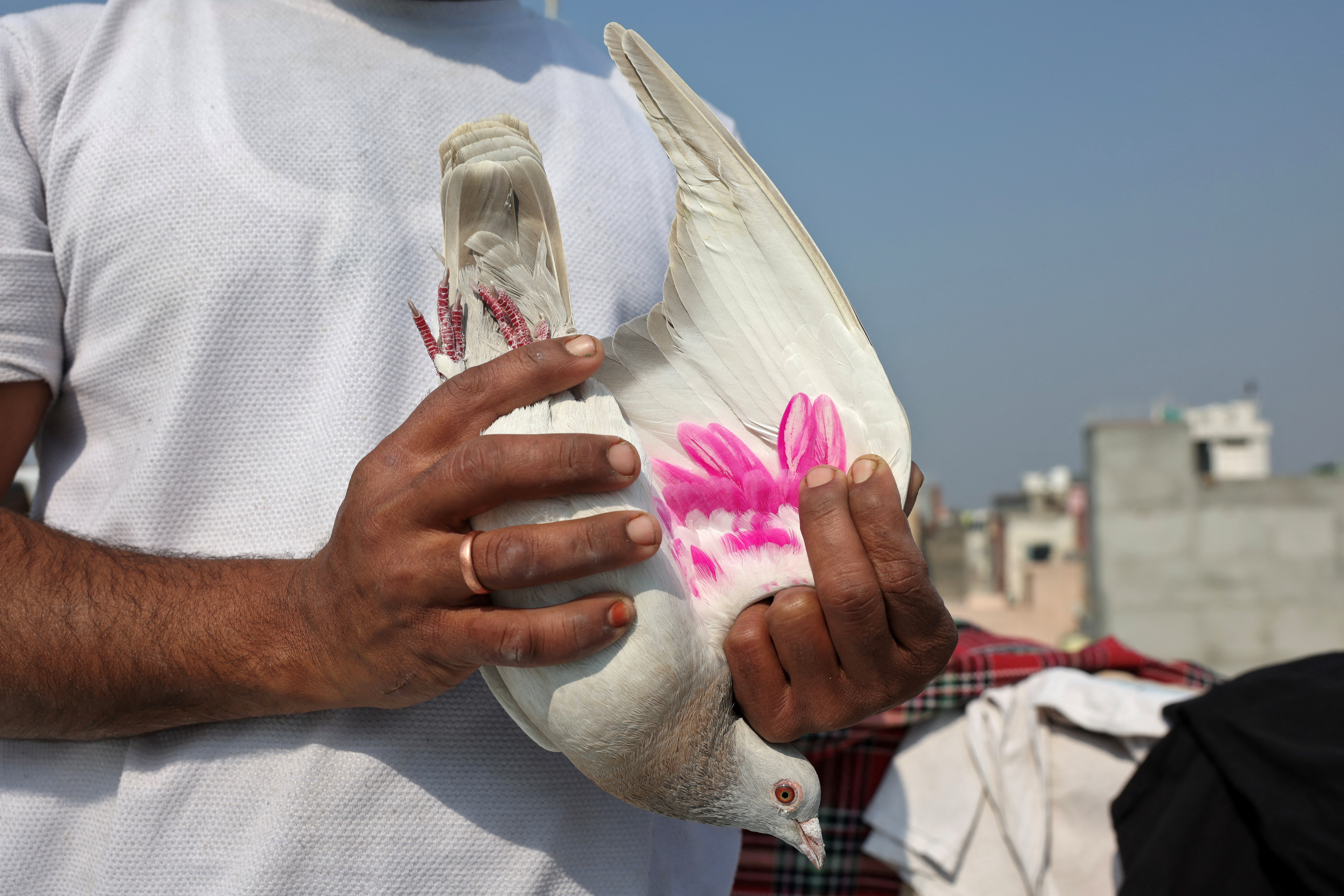 Mughal-era pigeon training survives in heart of India's capital
