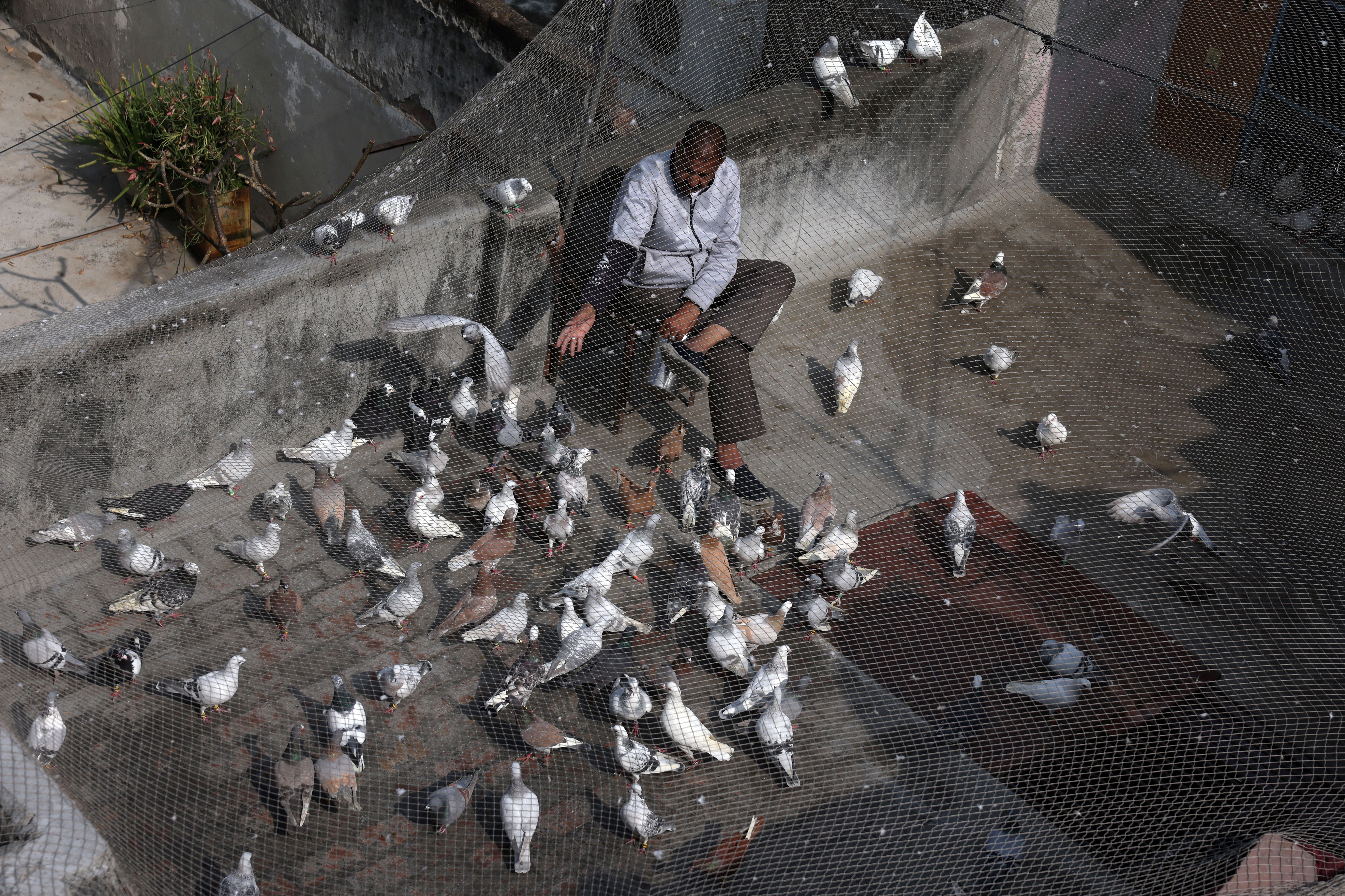 Mughal-era pigeon training survives in heart of India's capital