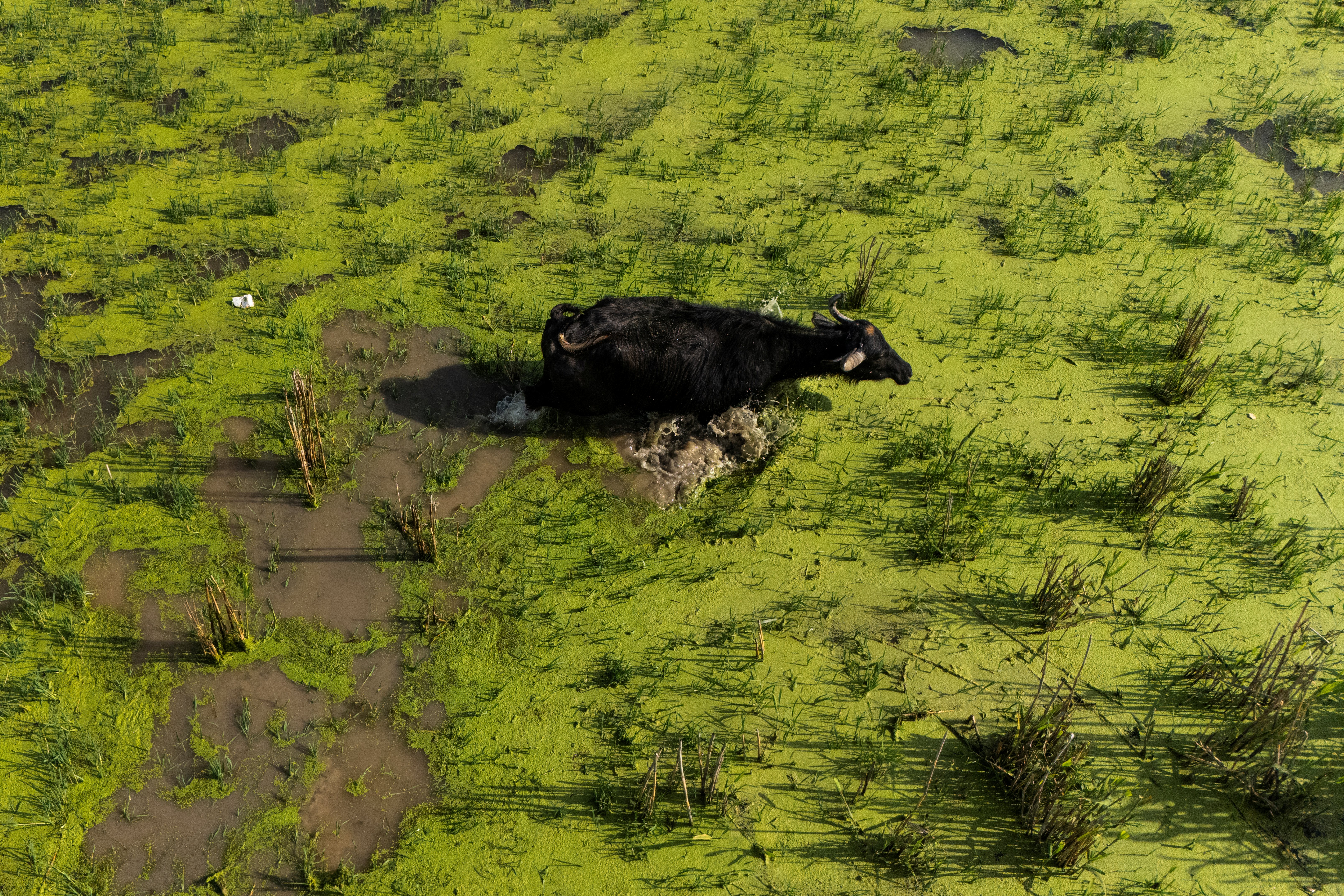 Iraq's marshes revived: long-awaited rains bring life back to wetlands