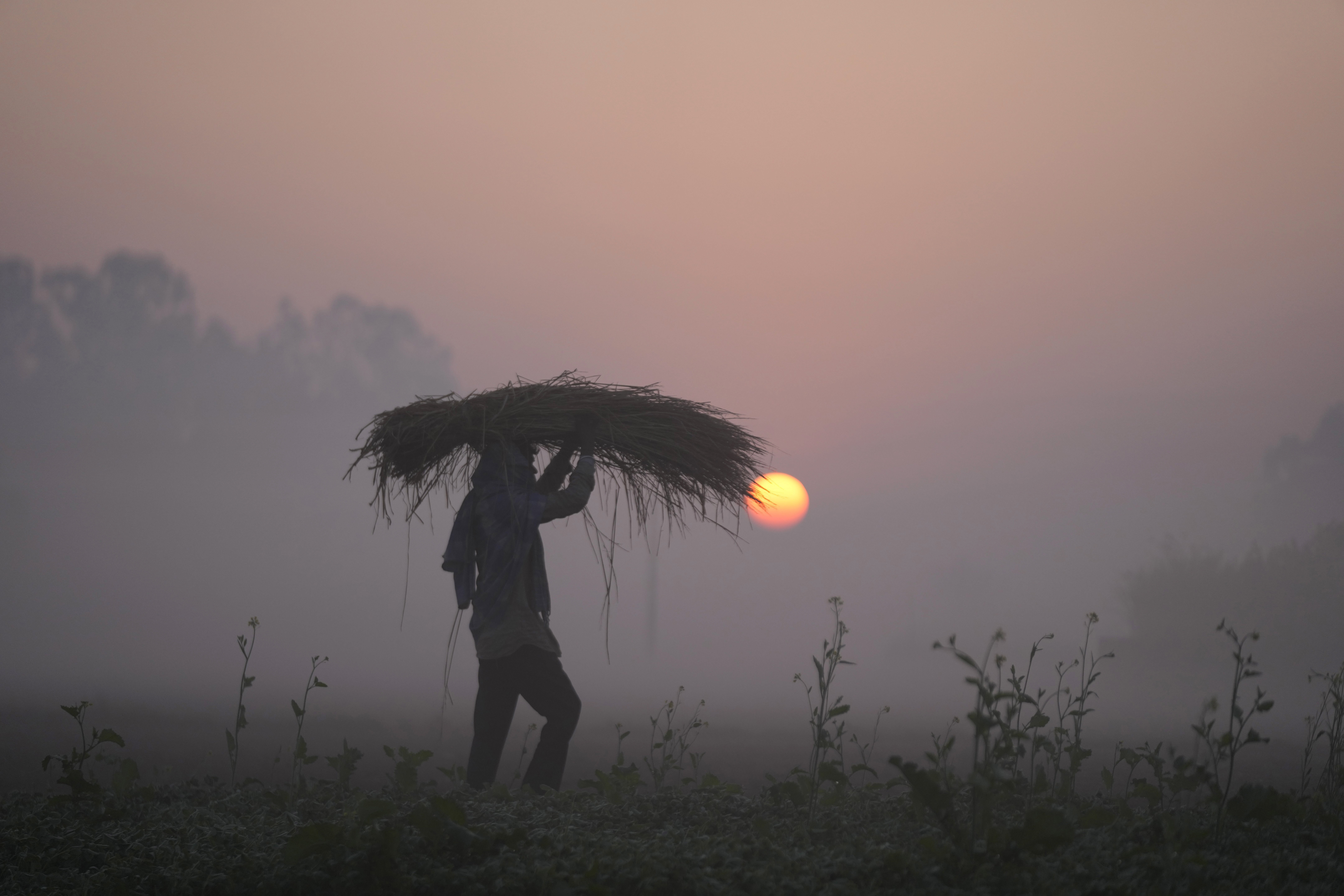 A farmer carries wheat crop at sunrise.