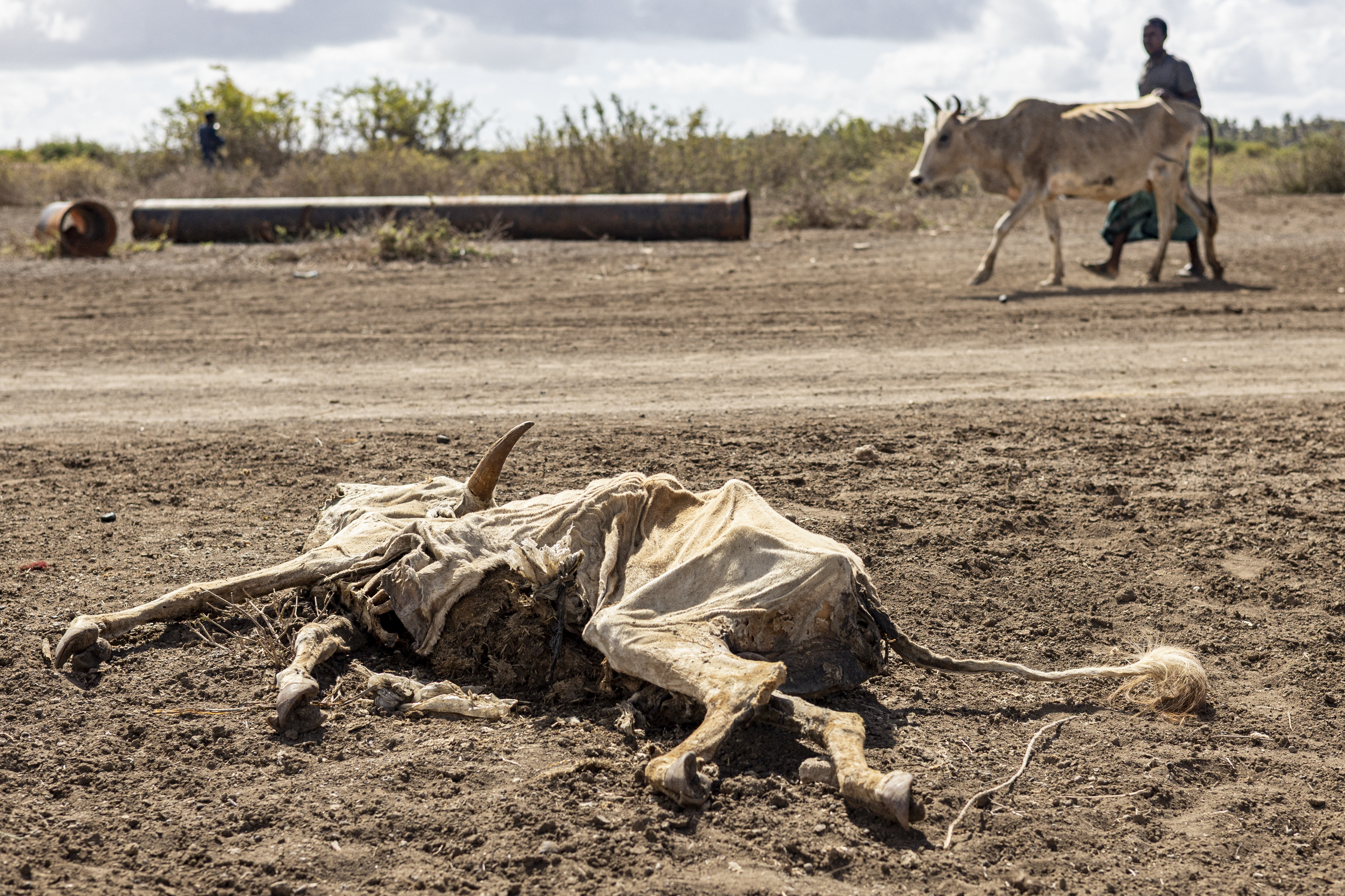 TOPSHOT - A man affected by drought walks past a livestock carcass, next to a camp for displaced people in the outskirts of Kismayo town, on April 21, 2026.