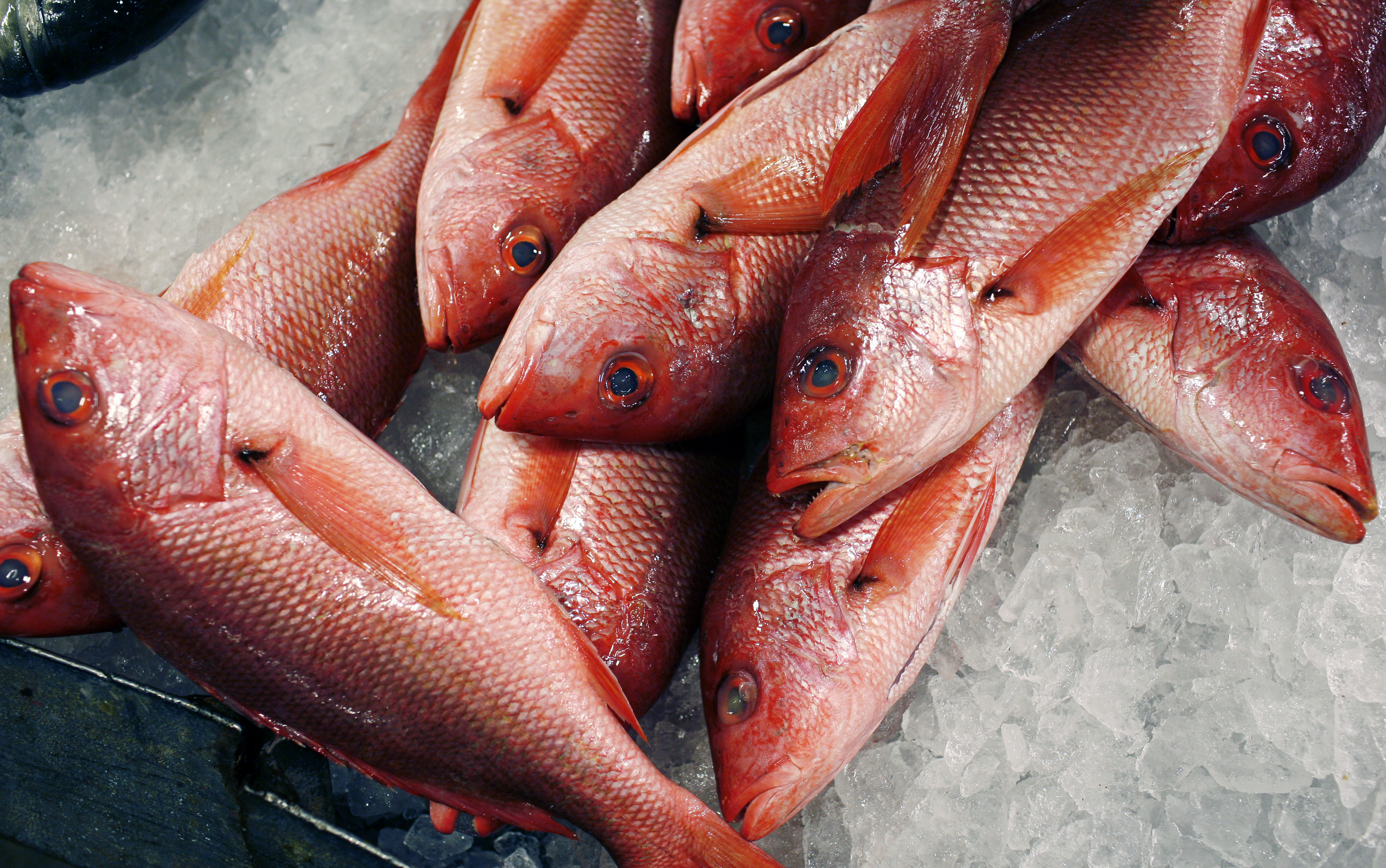 Red snappers lay on ice for sale at JMS Seafood, a fish wholesaler in the New Fulton Fish Market in the Bronx section of New York