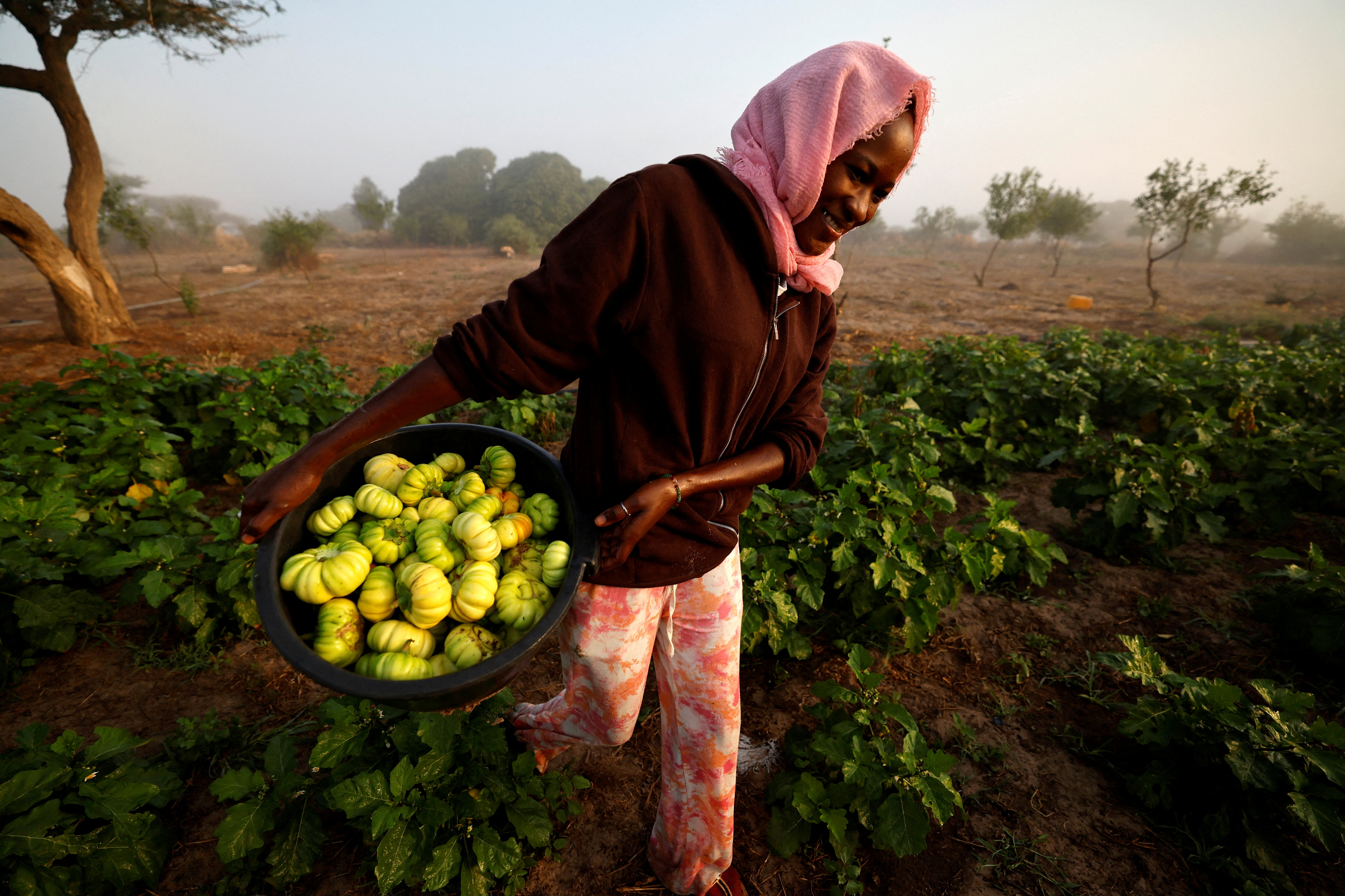 Awa Dione carries a container with eggplants freshly harvested on a field of farmer Mor Kabe in the outskirts of Notto Gouye Diama village, Thies region, Senegal January 24, 2023. REUTERS/Zohra Bensemra TPX IMAGES OF THE DAY